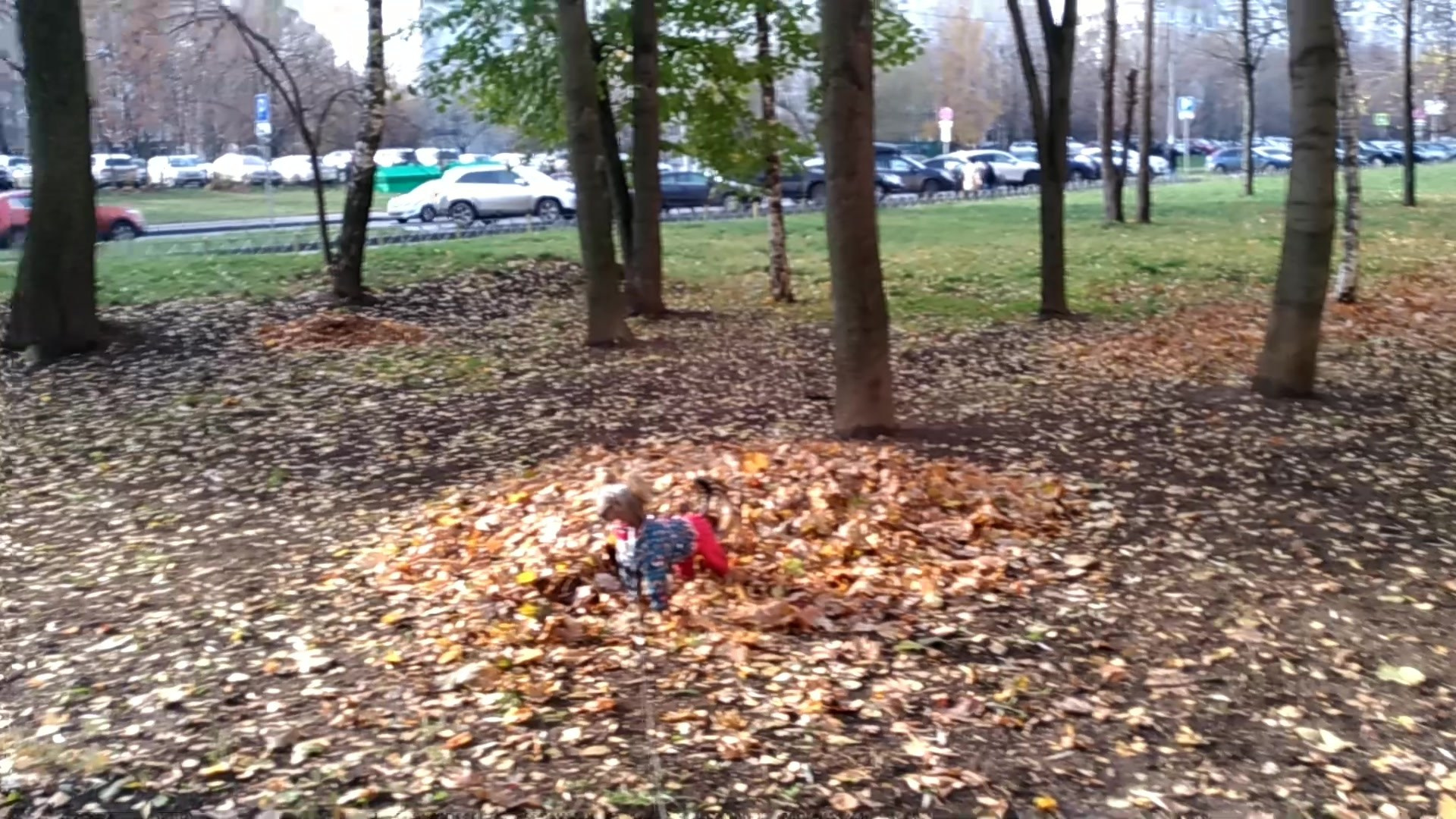 Poale Ell Adam. Poale Ell Chinese Crested Dog Kennel: Buy a puppy from the kennel