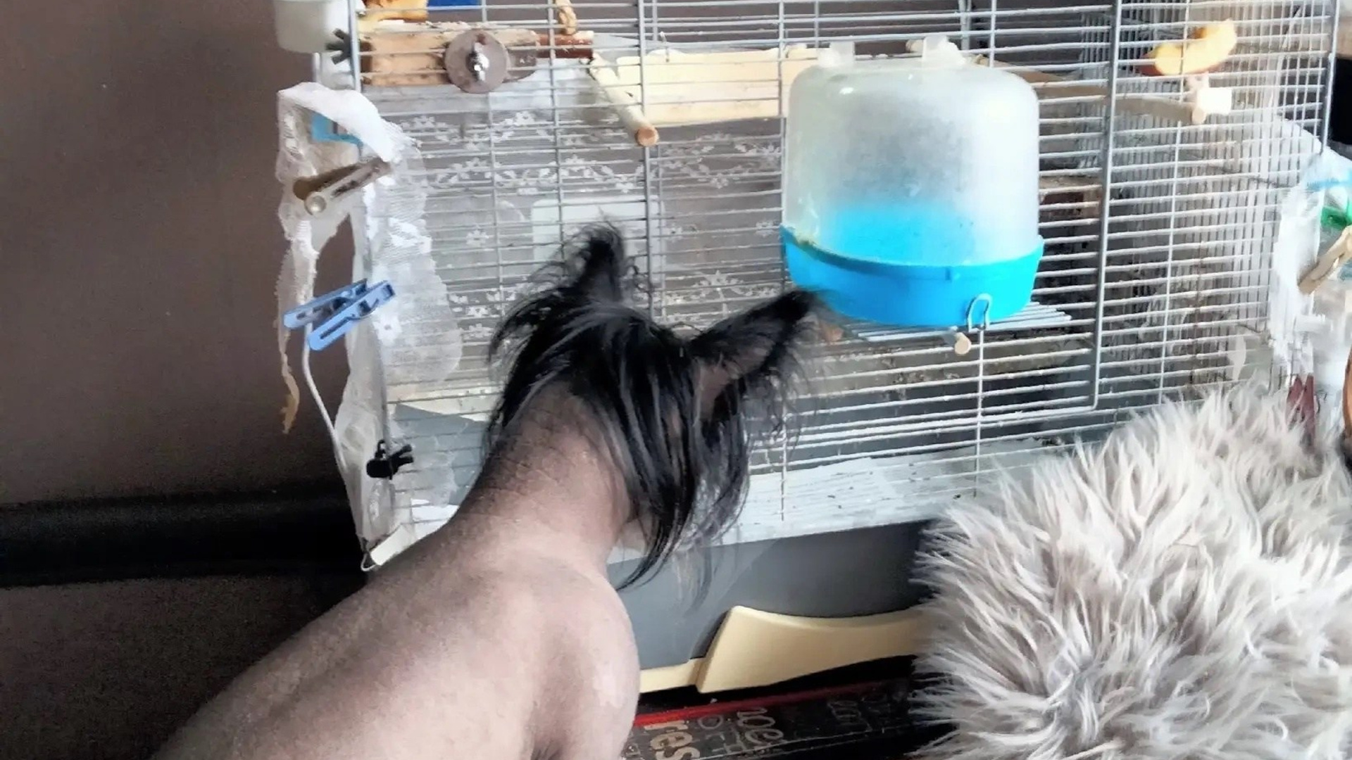 Poale Ell Vinsent. Питомник китайских хохлатых собак Poale Ell: купить щенка в питомнике