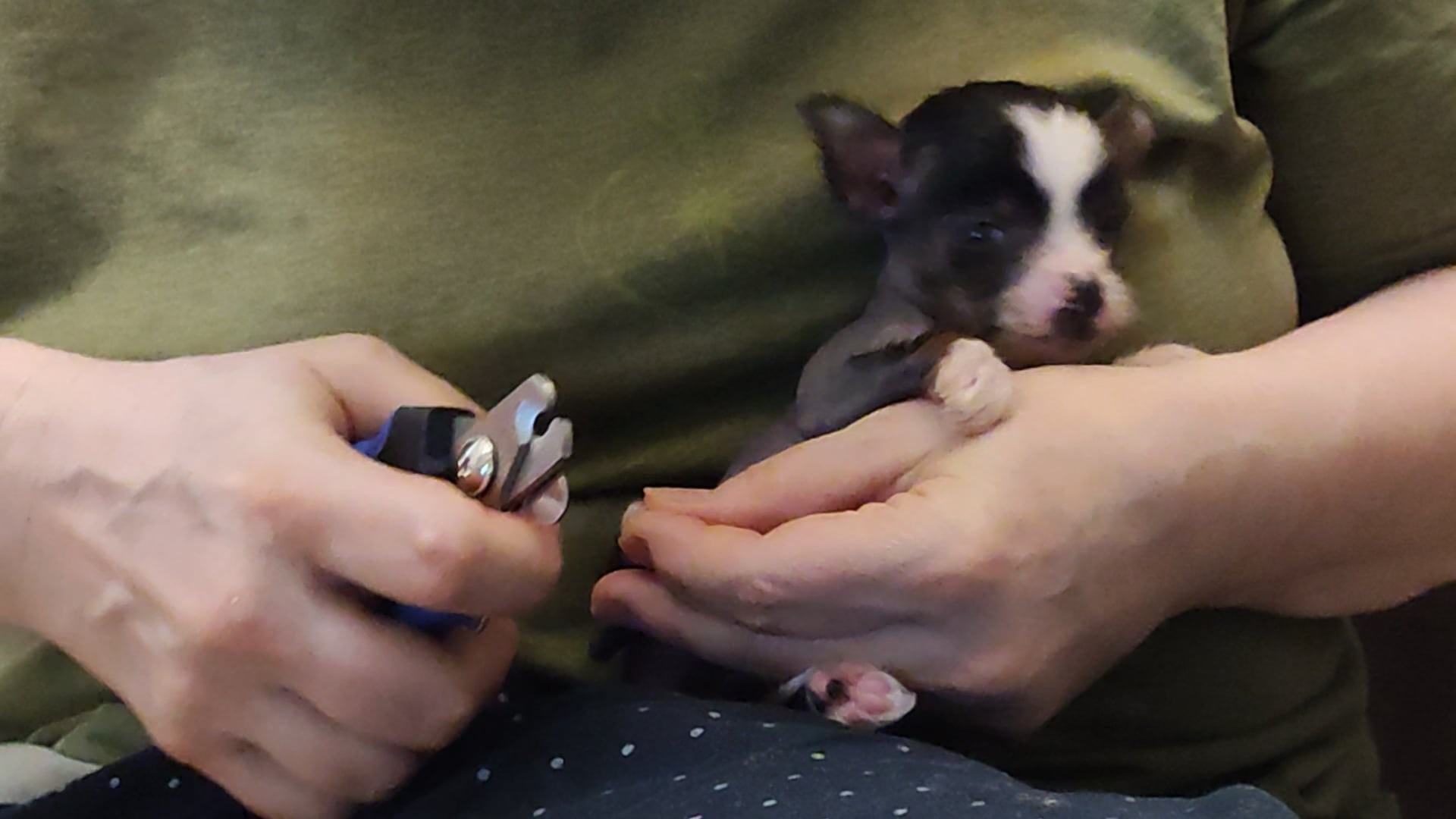 Poale Ell Vinsent. Chinese Crested Dog Kennel Poale Ell