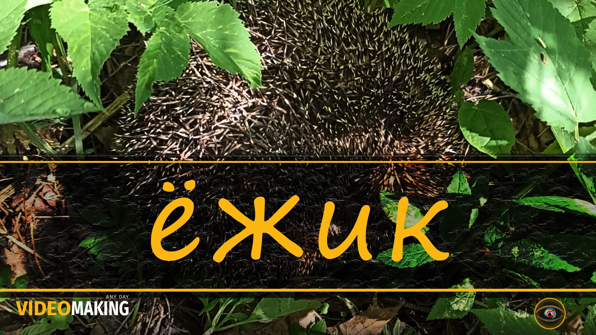 Видео. Фото, видео, монтаж