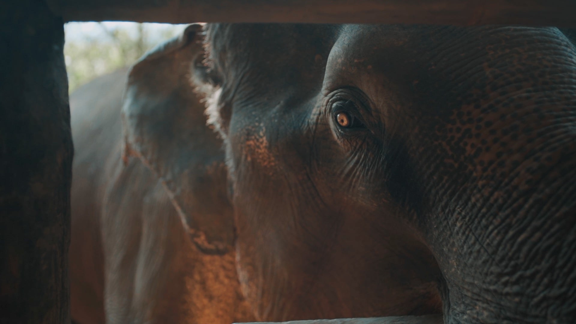 Киношечка. Семейный видеограф Ольга Роткина, Москва