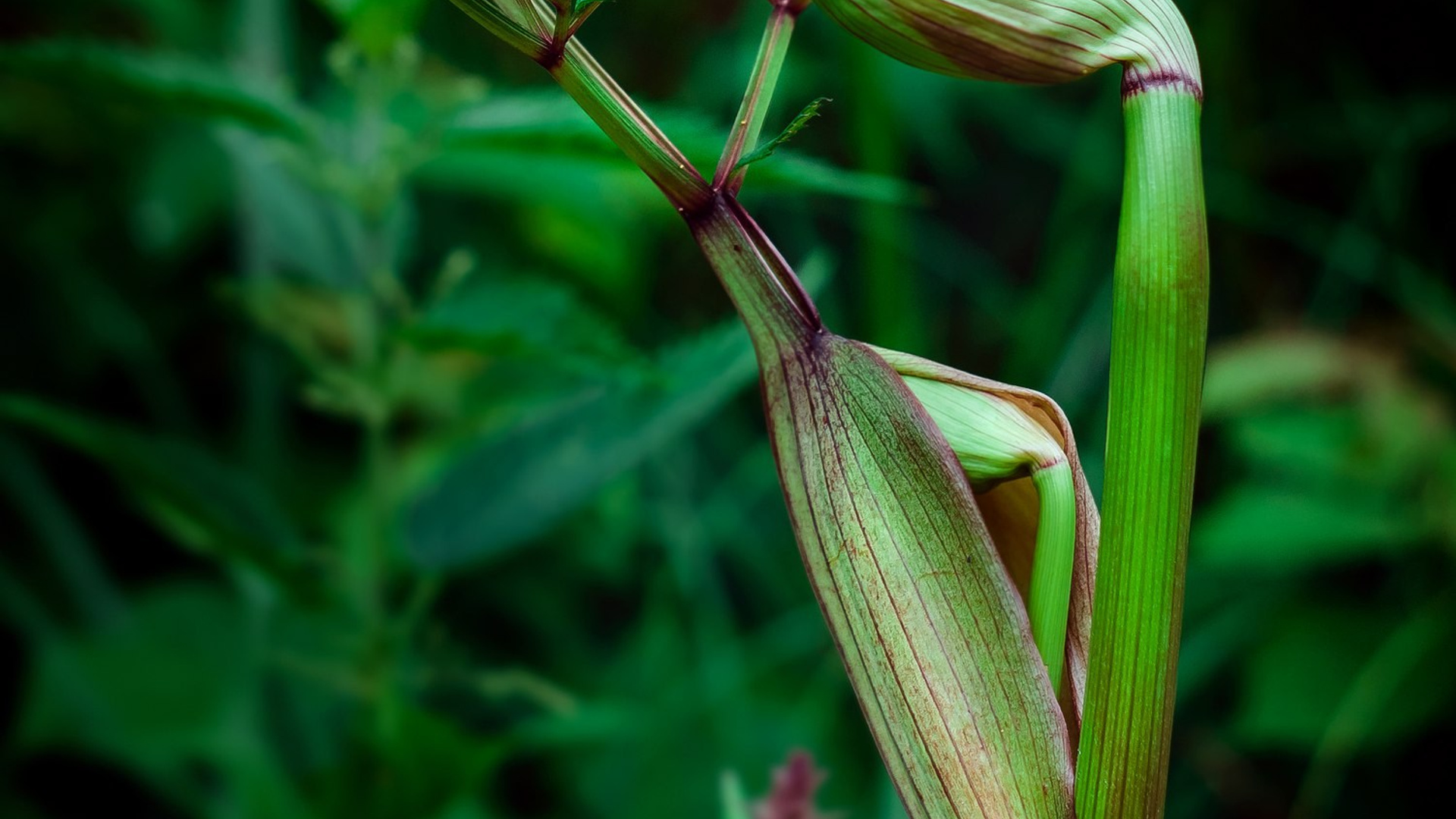 Пейзажи. ФЕСС-ФОТО/ВИДЕО