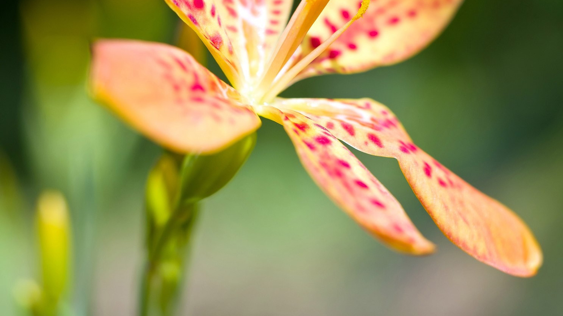 Пейзажи. ФЕСС-ФОТО/ВИДЕО