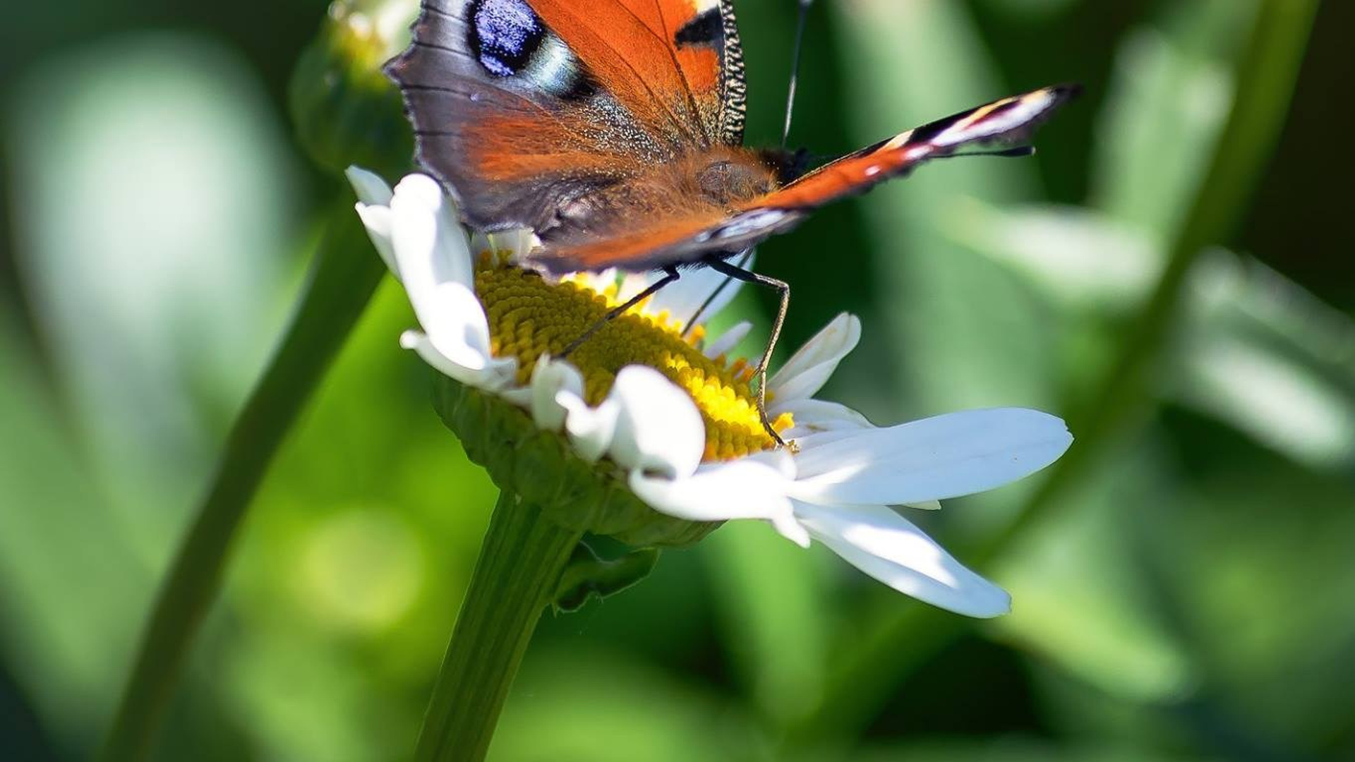 Пейзажи. ФЕСС-ФОТО/ВИДЕО