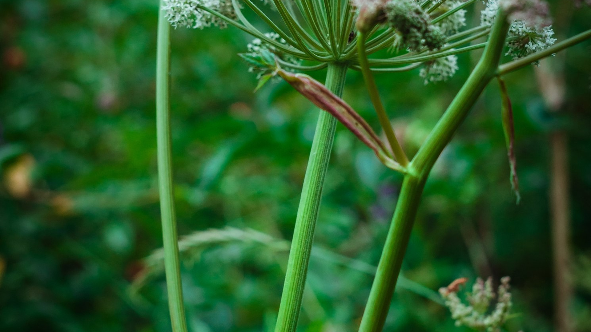 Пейзажи. ФЕСС-ФОТО/ВИДЕО