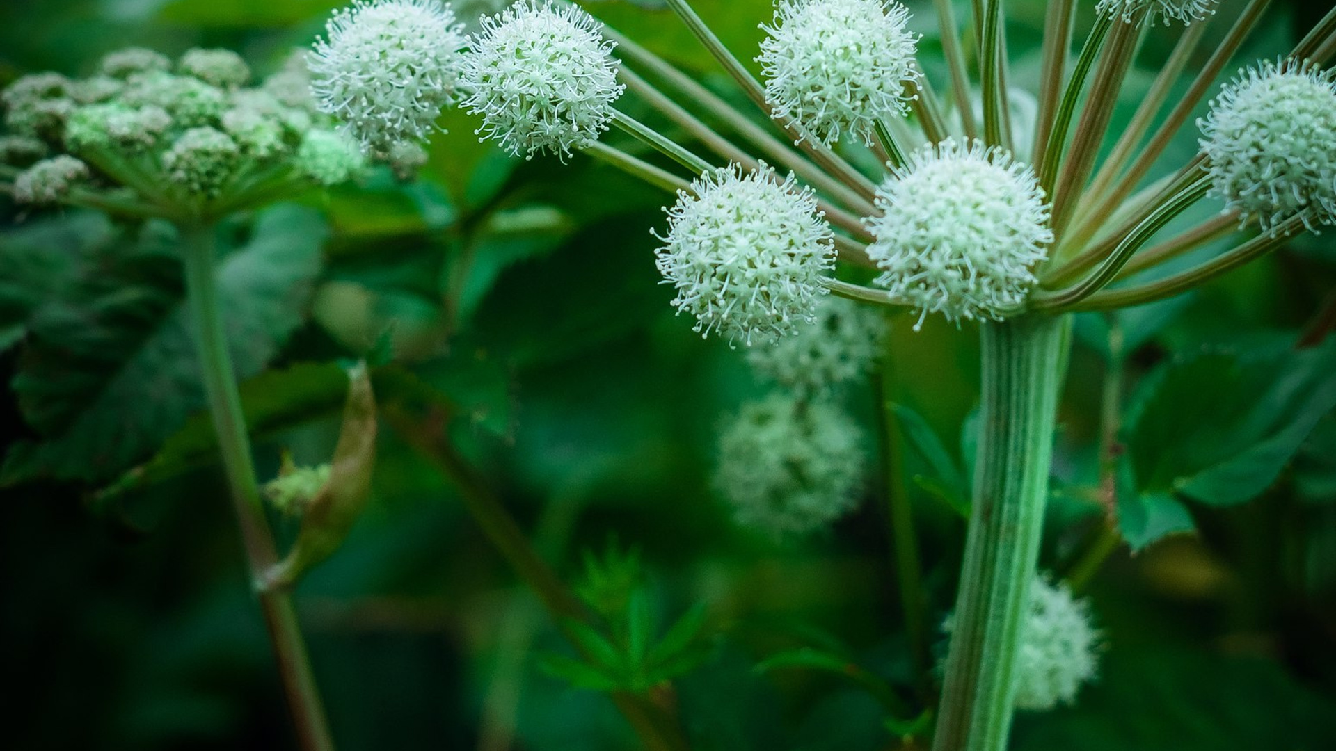 Пейзажи. ФЕСС-ФОТО/ВИДЕО