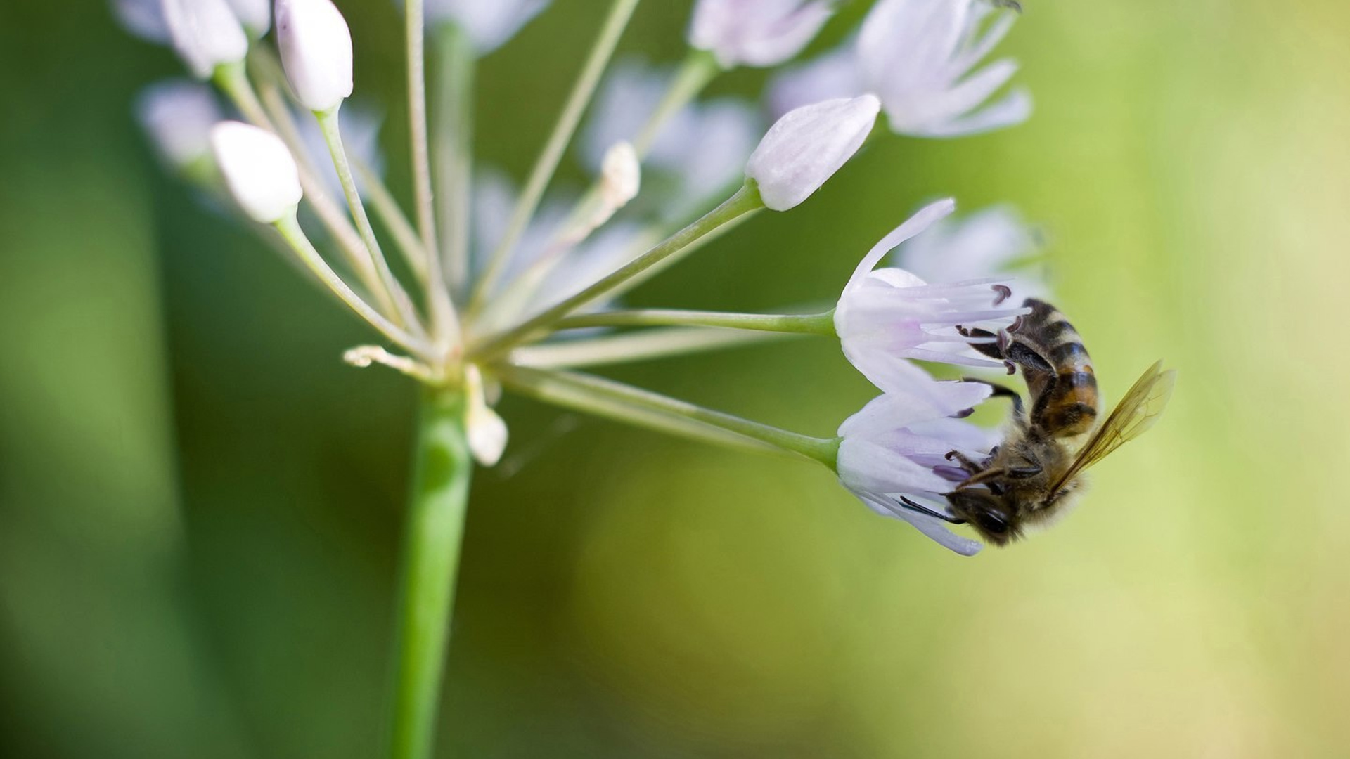 Пейзажи. ФЕСС-ФОТО/ВИДЕО
