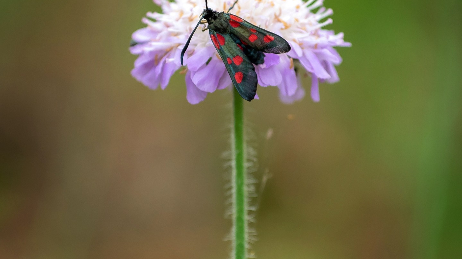 Пейзажи. ФЕСС-ФОТО/ВИДЕО
