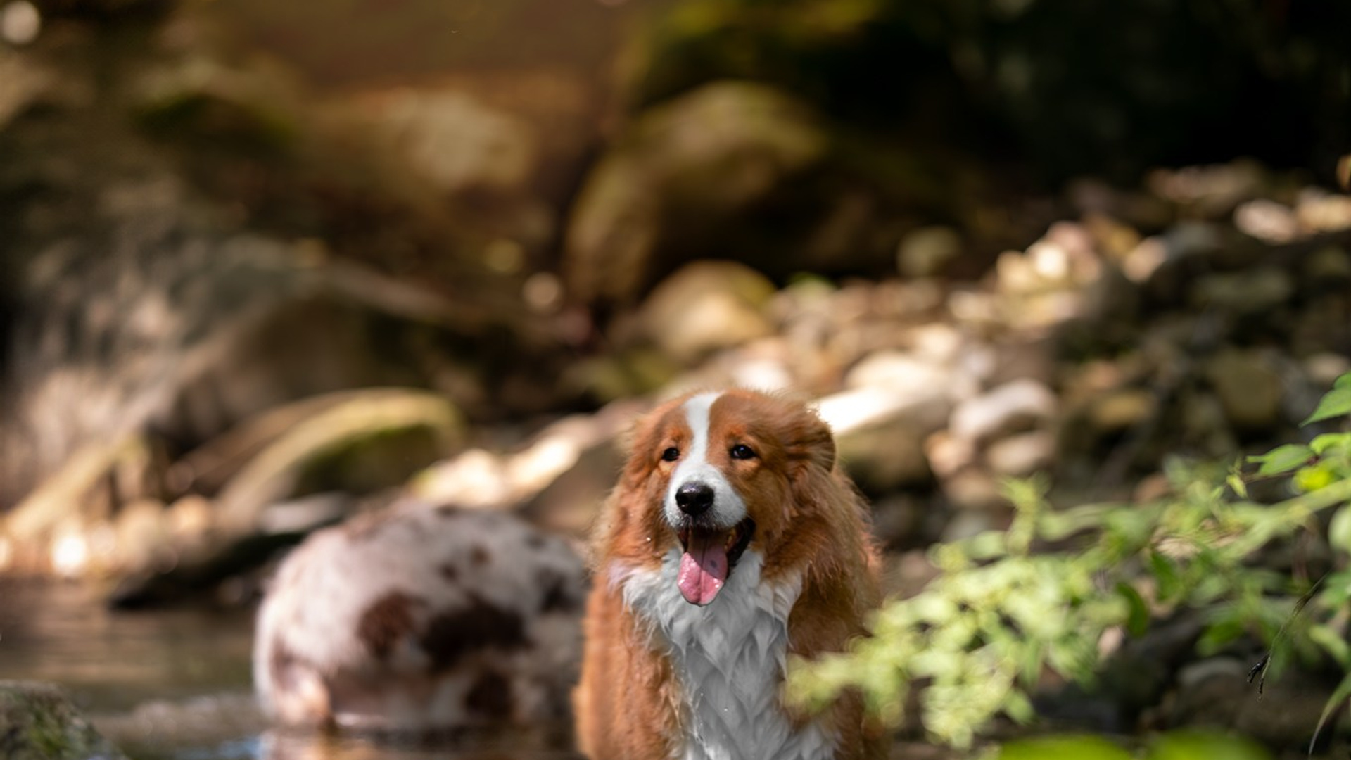 Терри, метис