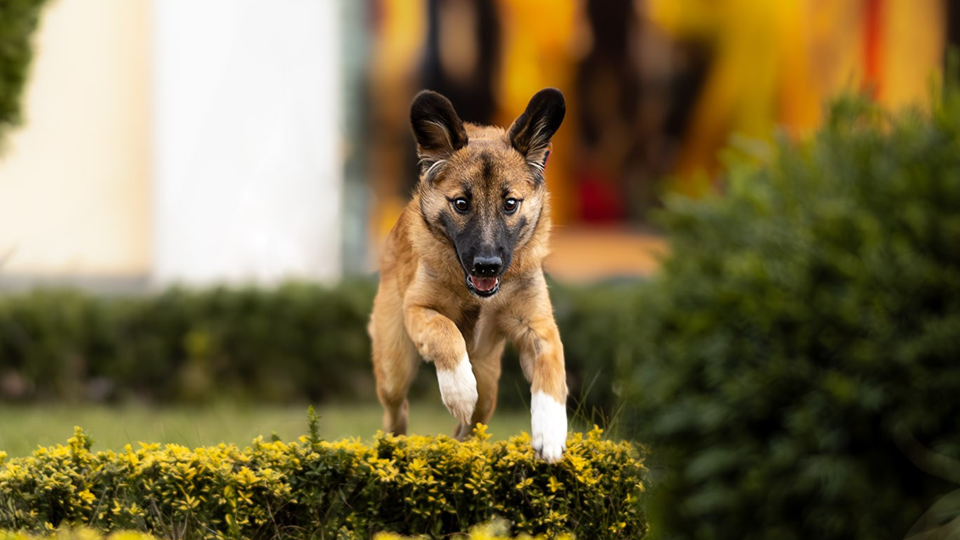 Гоша, кураторский щенок