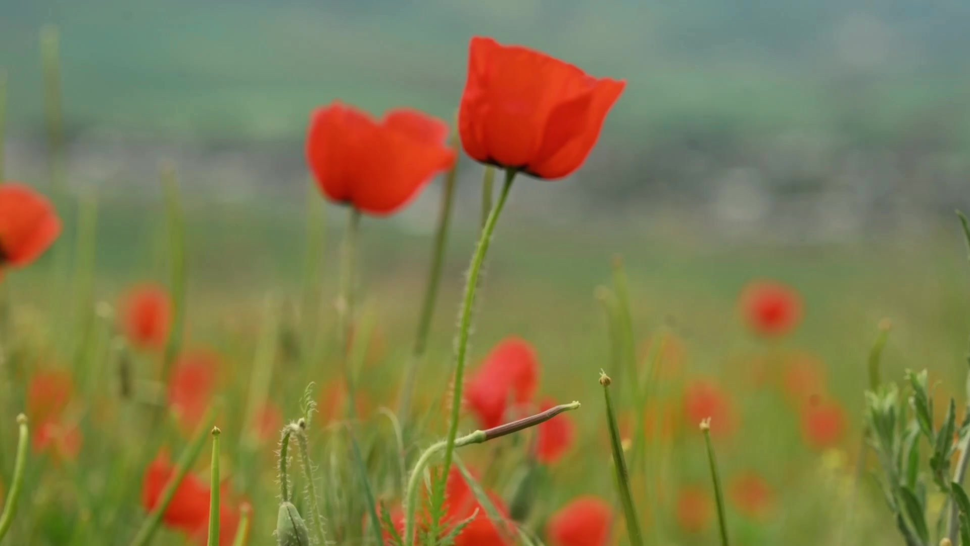 Reels. Детский и семейный фотограф