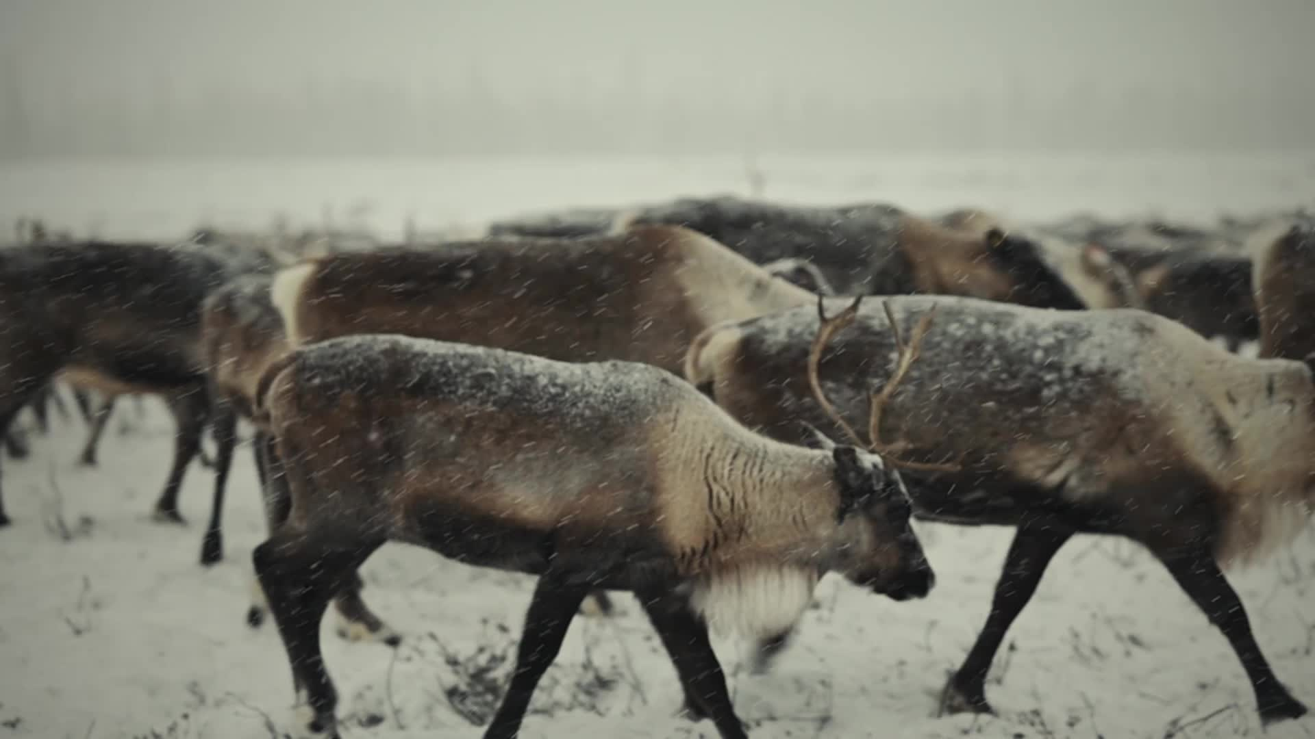Ямал. Детский и семейный фотограф