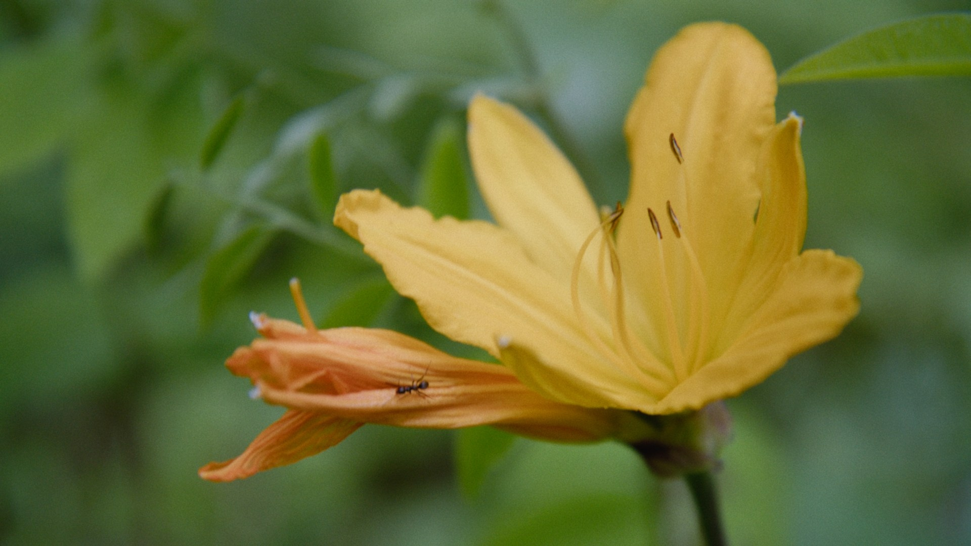 VK Места — Амурская область. Цветокоррекция & Color Grading