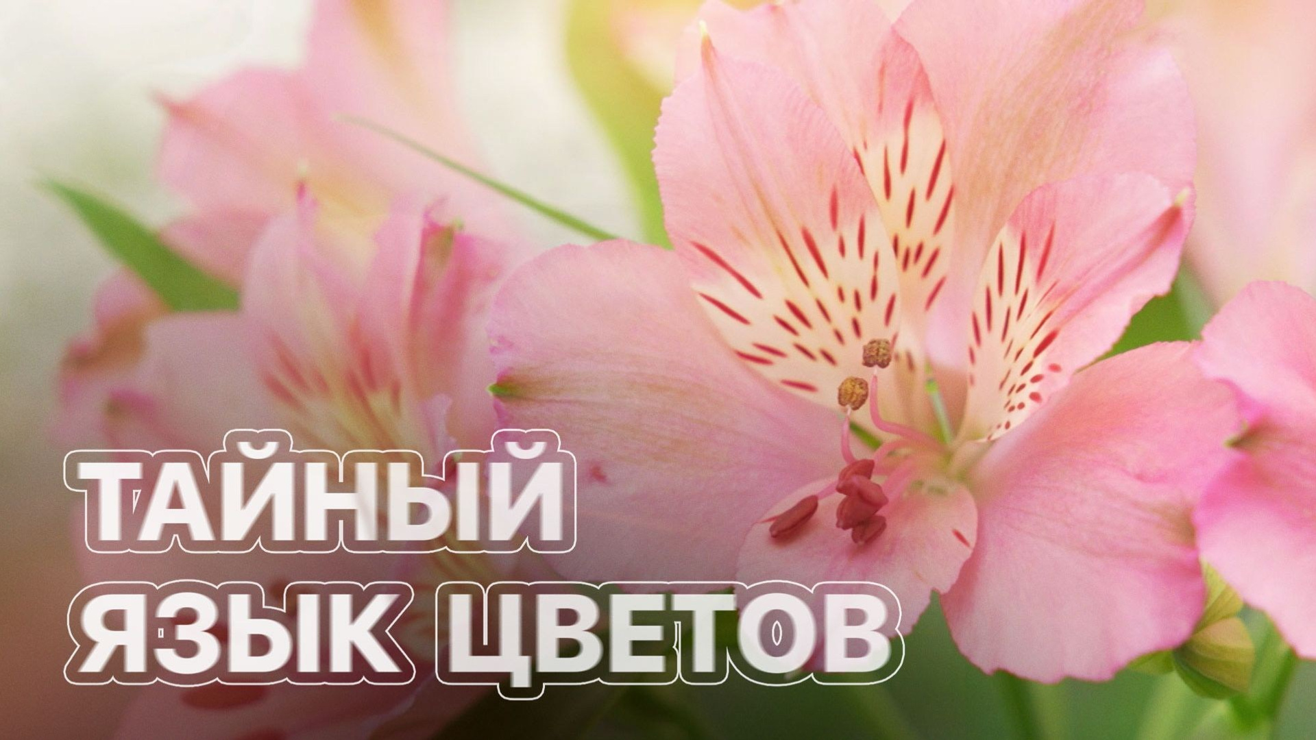 ВИДЕО. Фотограф и видеограф в Краснодаре Дудченко Сергей