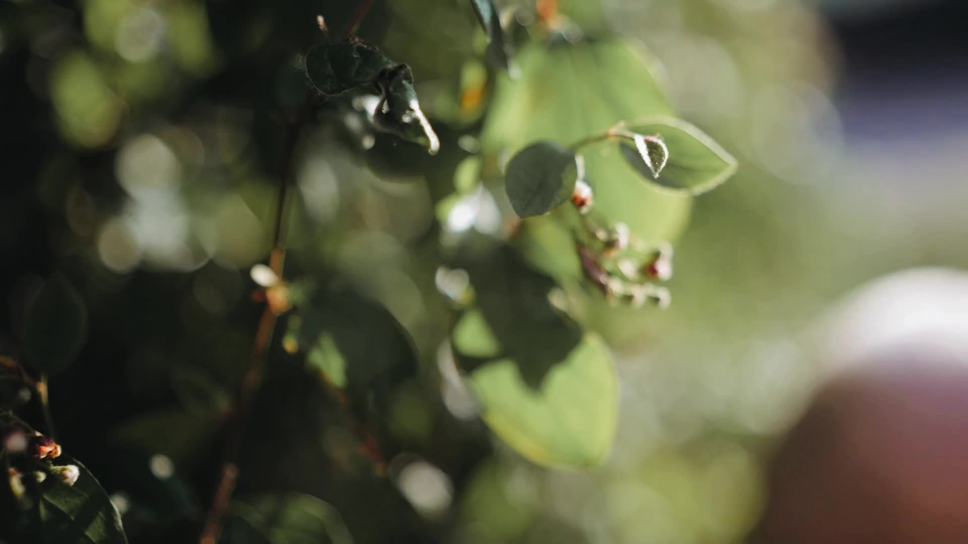 СЕМЕЙНЫЕ. Семейный фотограф и видеограф Алёна Ким