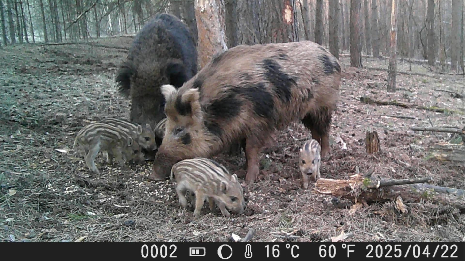 Видео с фотоловушек. GREEN UDMURTIA. Фотографии дикой природы