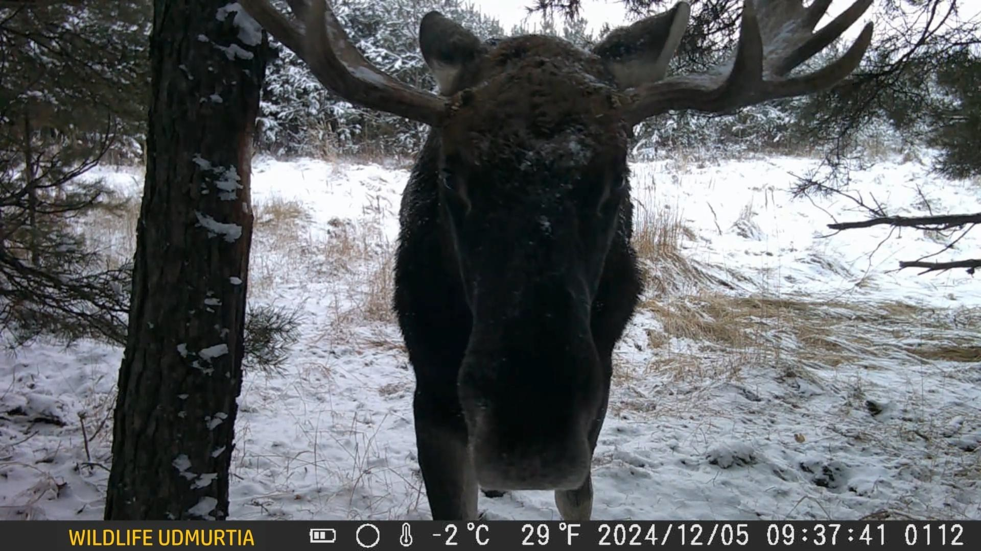 Видео с фотоловушек. GREEN UDMURTIA. Фотографии дикой природы