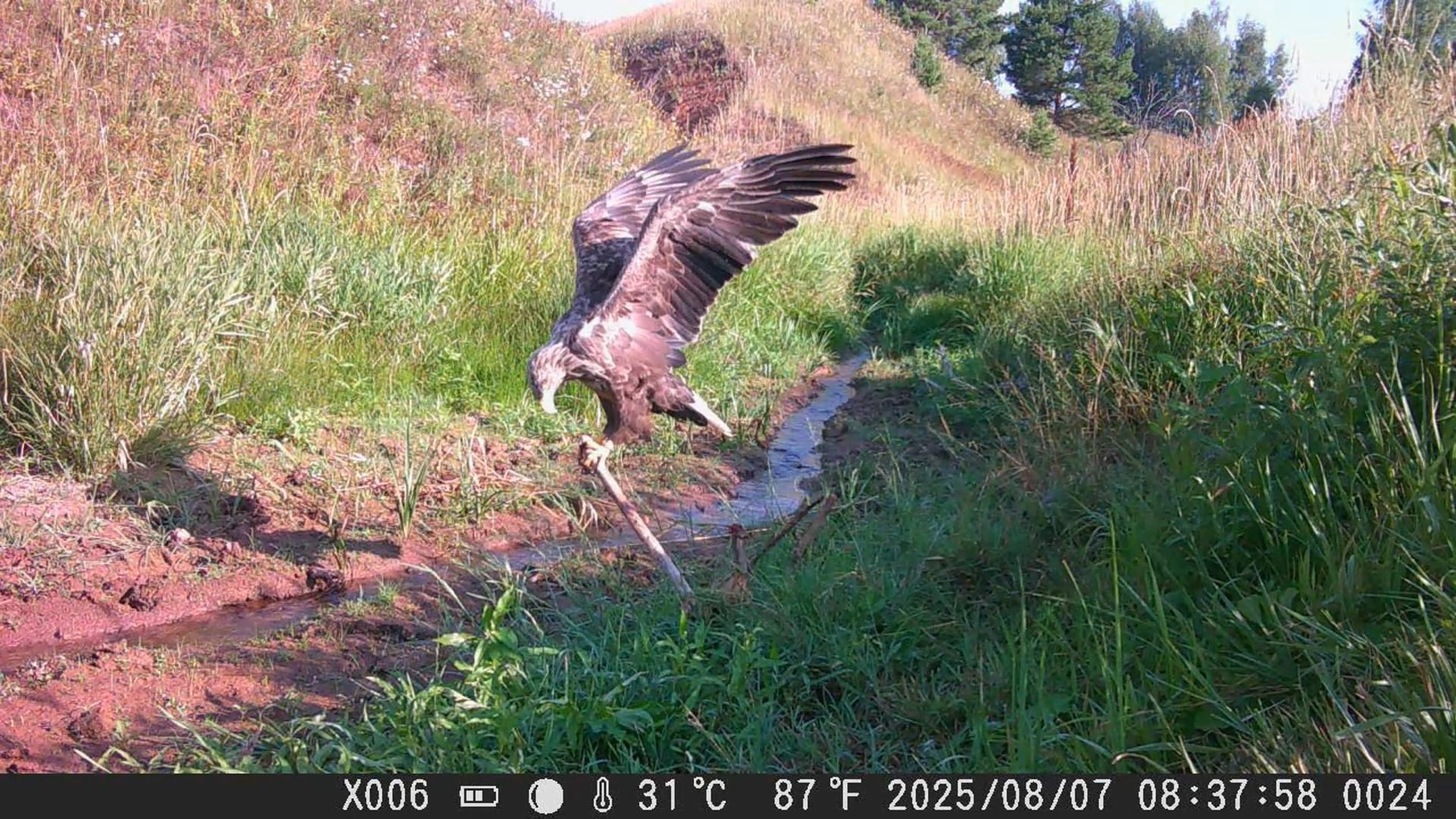 Видео с фотоловушек. GREEN UDMURTIA. Фотографии дикой природы