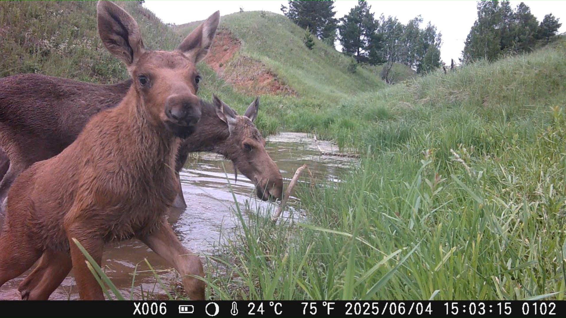 Видео с фотоловушек. GREEN UDMURTIA. Фотографии дикой природы