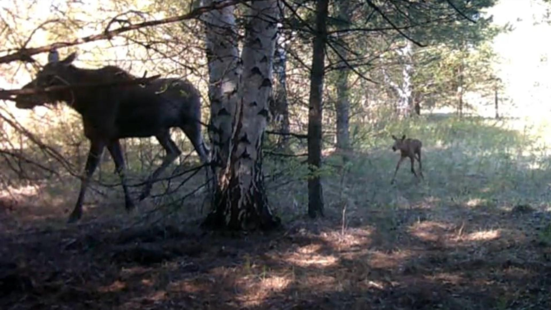 Видео с фотоловушек. GREEN UDMURTIA. Фотографии дикой природы