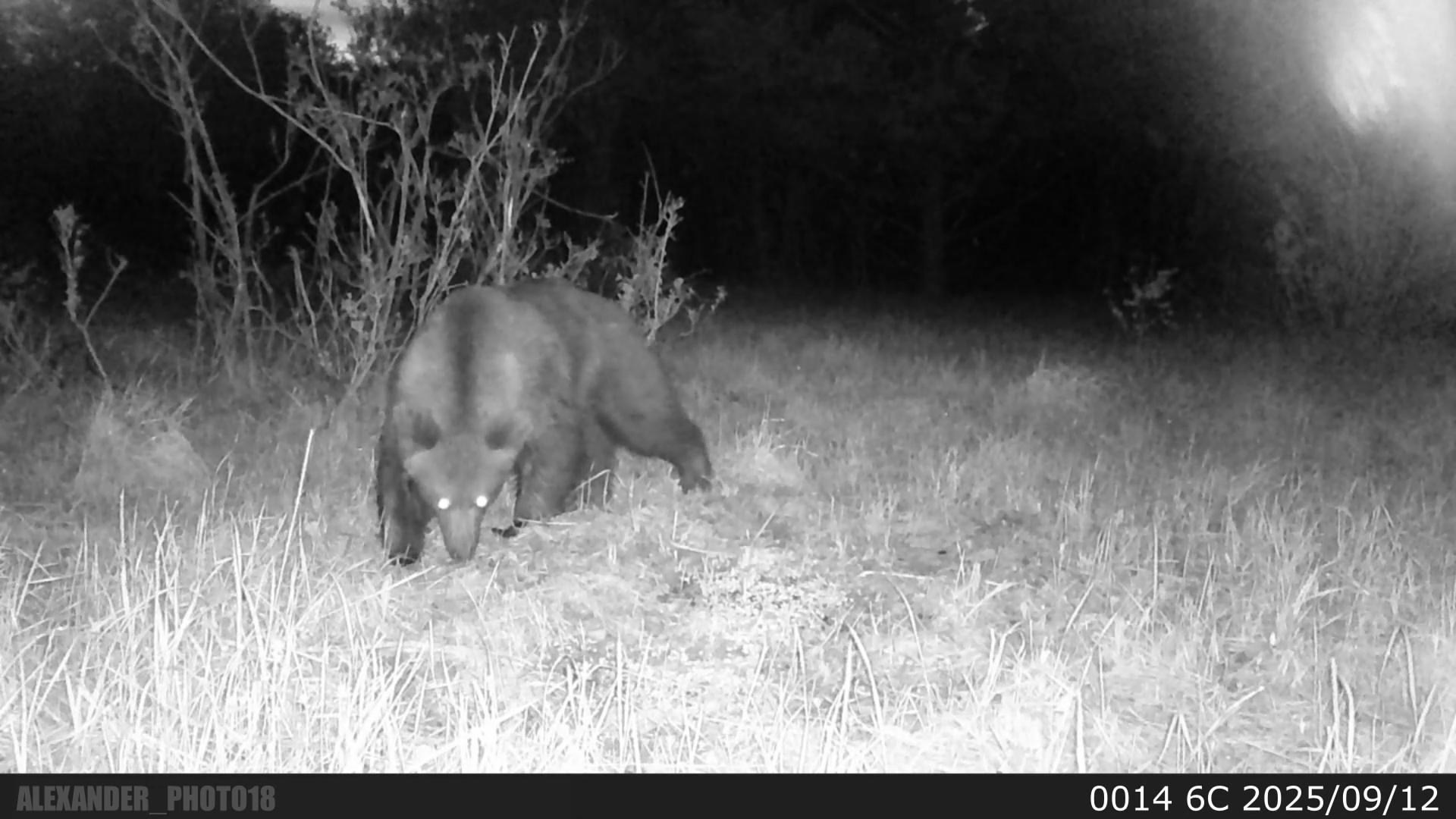 Видео с фотоловушек. GREEN UDMURTIA. Фотографии дикой природы