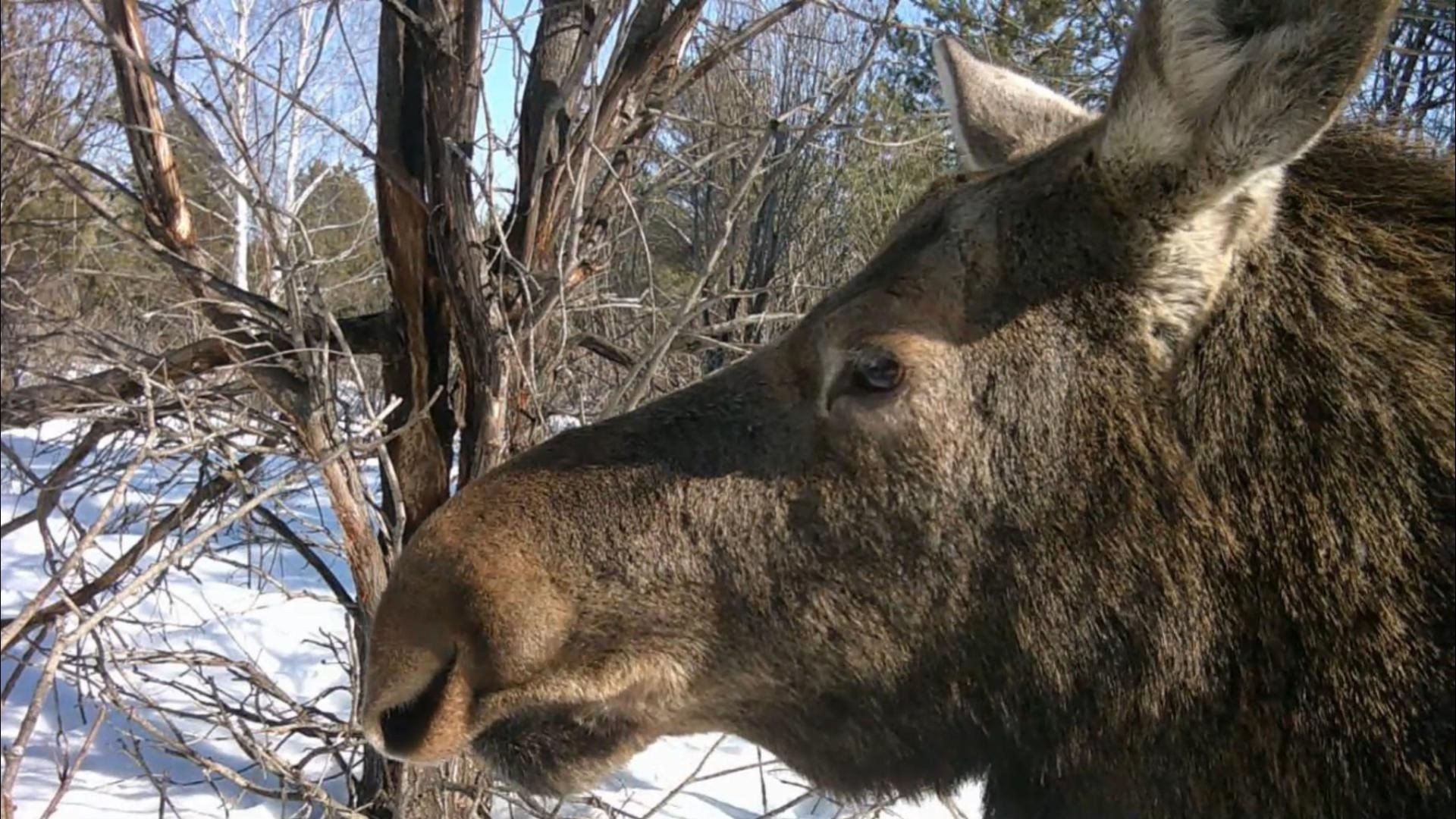 Видео с фотоловушек. GREEN UDMURTIA. Фотографии дикой природы
