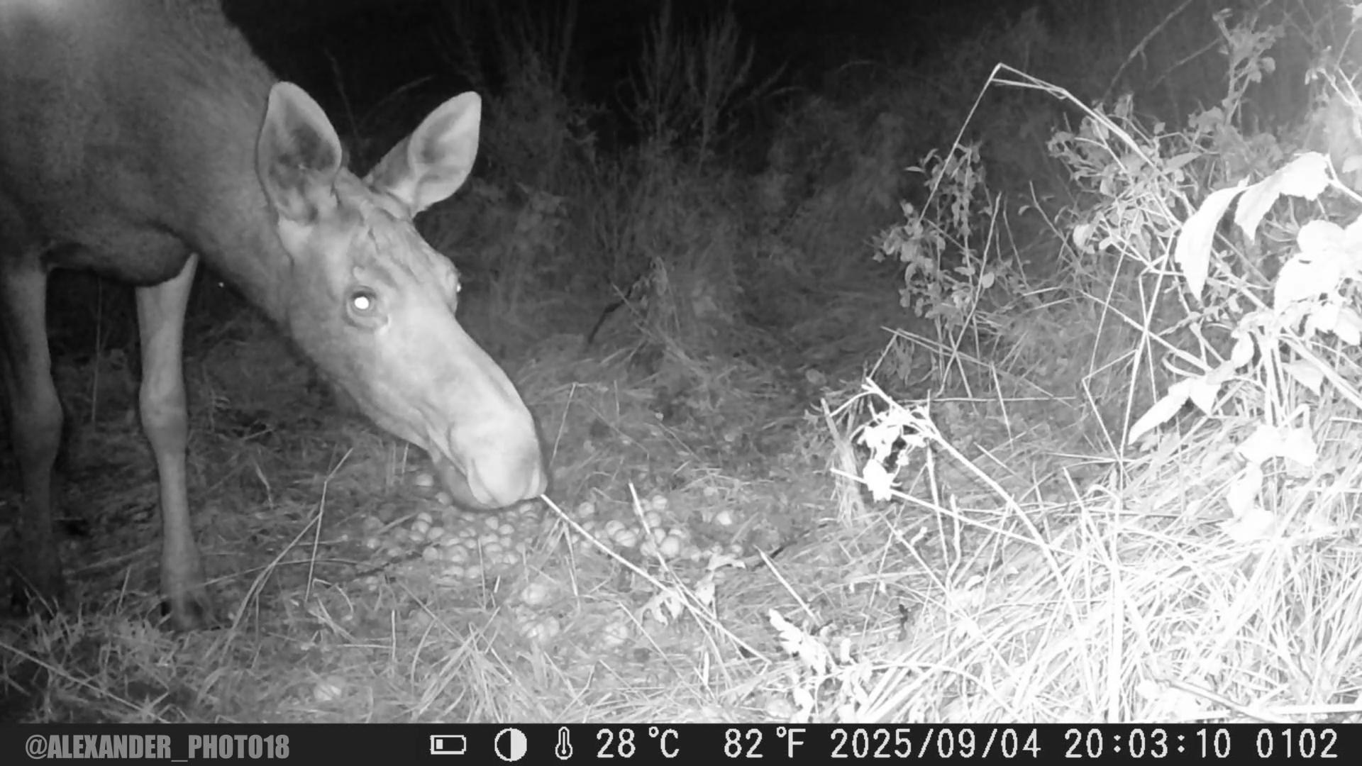 Видео с фотоловушек. GREEN UDMURTIA. Фотографии дикой природы