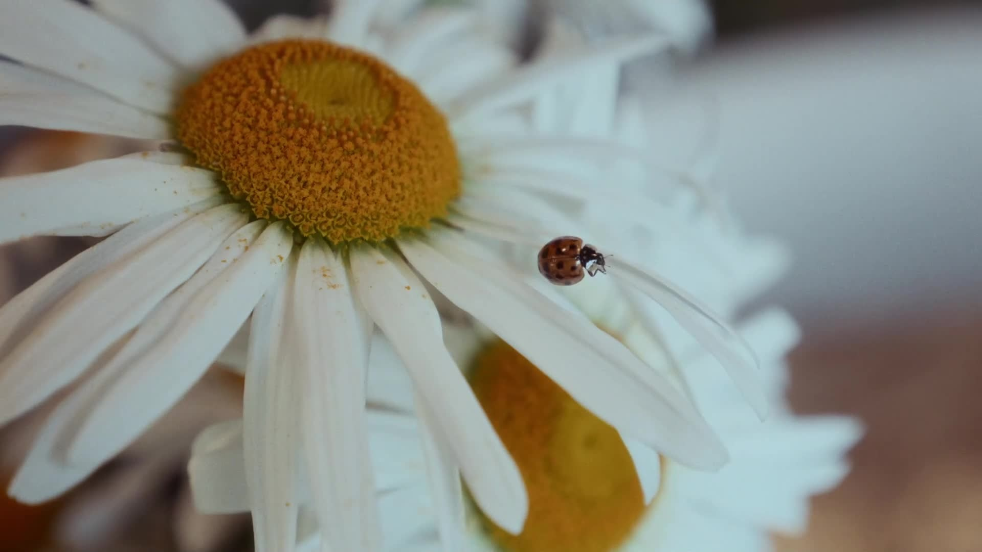 ПРАЗДНИКИ. Репортажный видеограф Санкт-Петербург и Москва