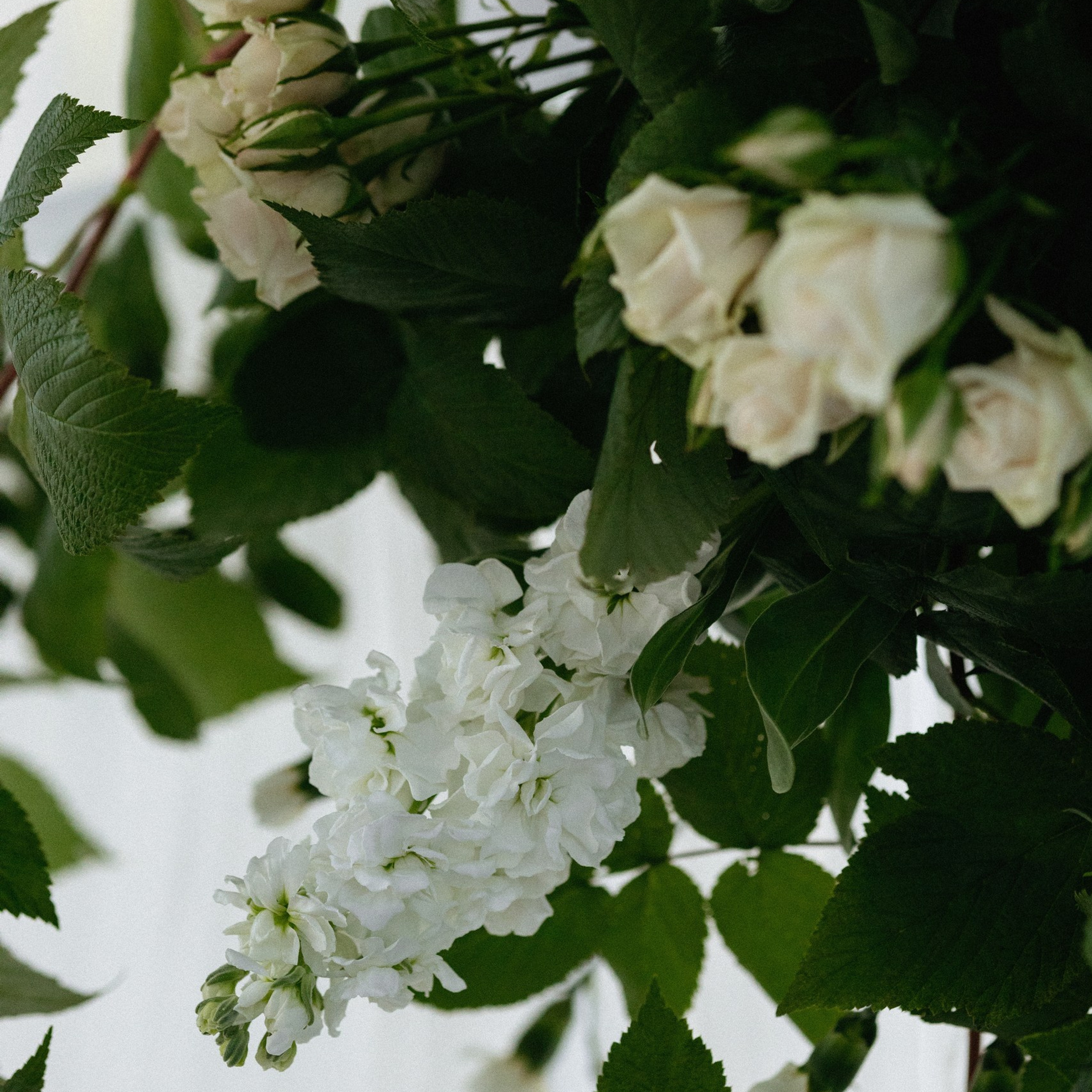 Тарифы Wedding. Вера Пьянцева семейный, свадебный и парный фотограф в Санкт-Петербурге