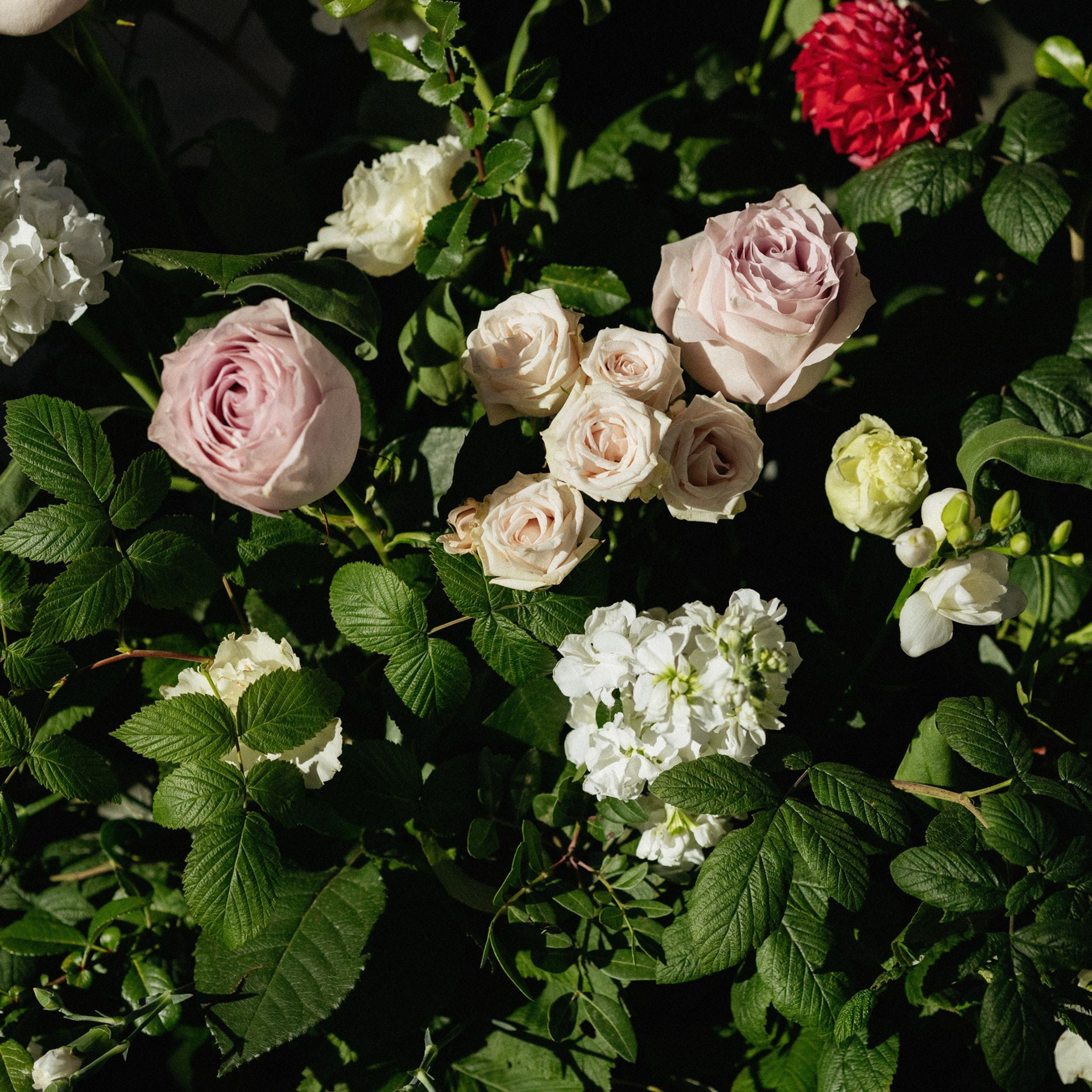 Тарифы Wedding. Вера Пьянцева семейный, свадебный и парный фотограф в Санкт-Петербурге