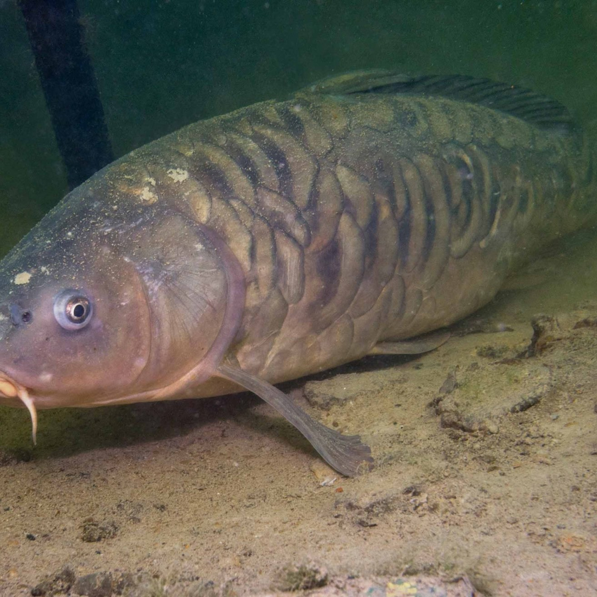 Новости и события Шалово-парк Серебрянные ключи. Оздоровительный комплекс Шалово-парк Серебряные ключи