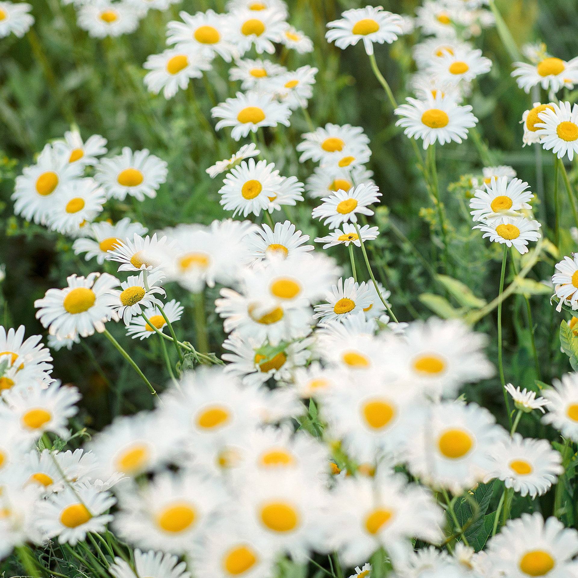 Отзывы. Семейный и детский фотограф в Пензе Анна Михайлова