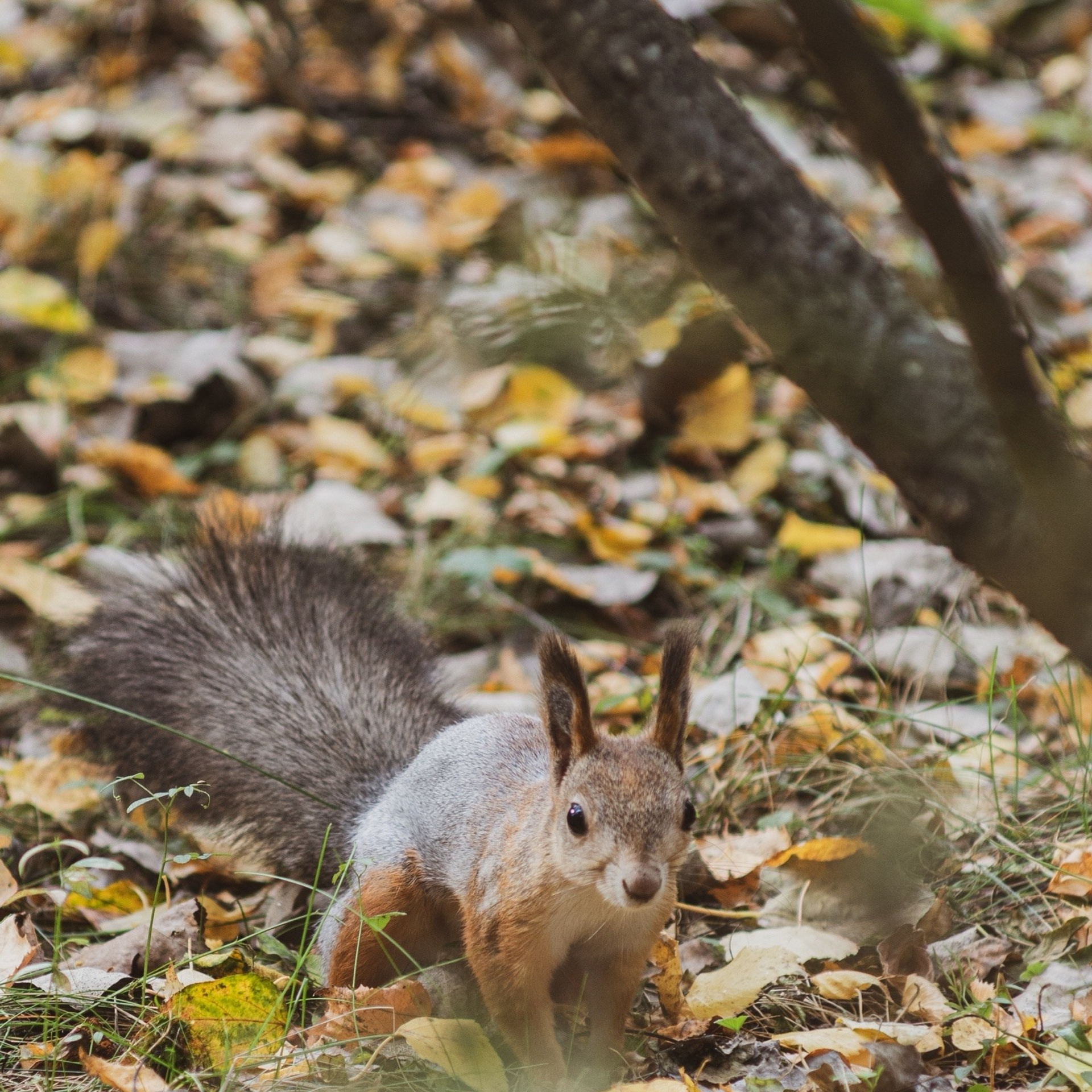Милые создания