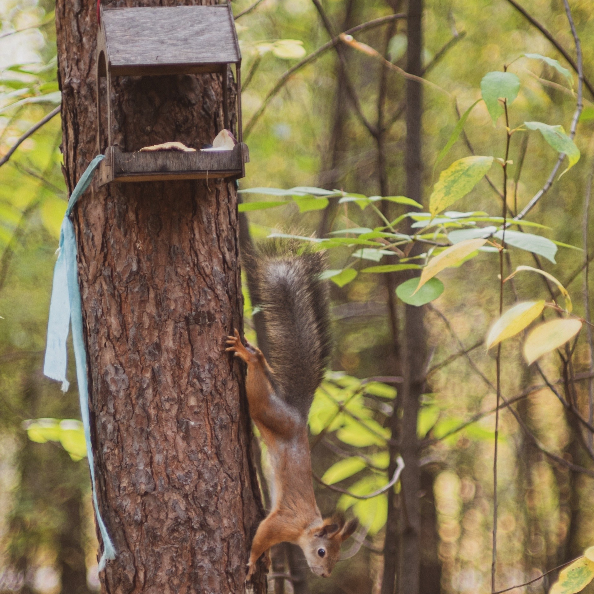 Милые создания