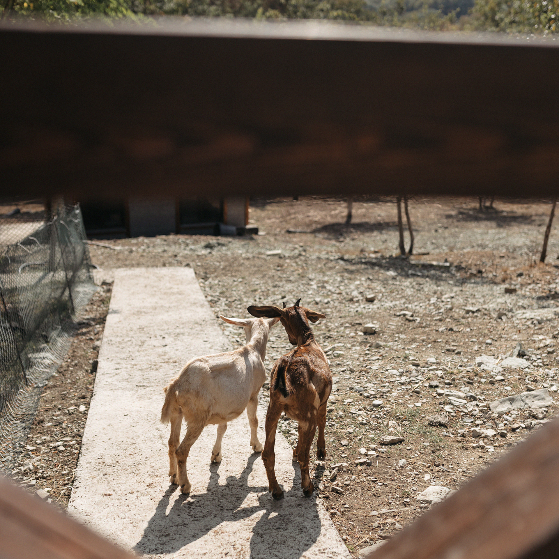 Горная ферма Волино. Фотограф Мария Сваридзе