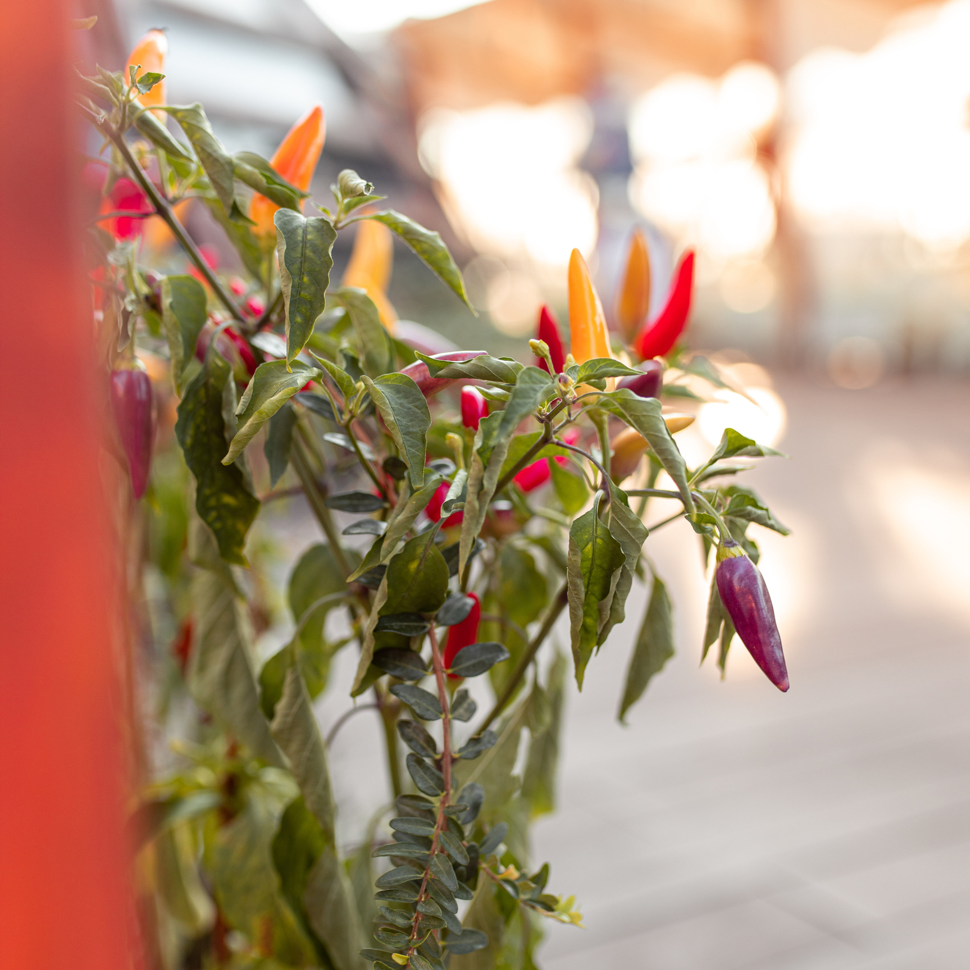 Чайхана Торне. Фотограф Мария Сваридзе