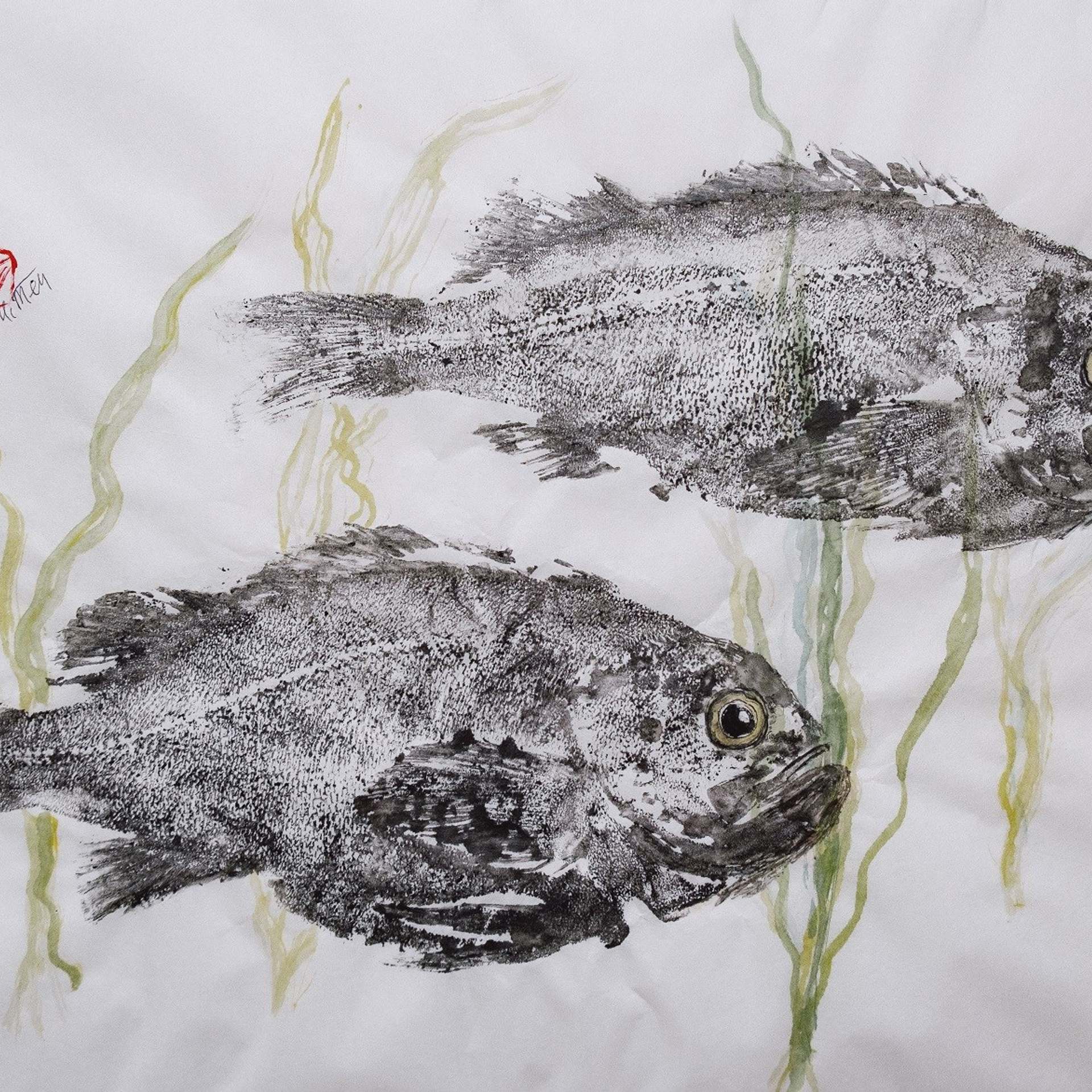 Отпечаток сахалинского окуня. Бумага, тушь, акварель, 30х40, 2024. (в наличии)