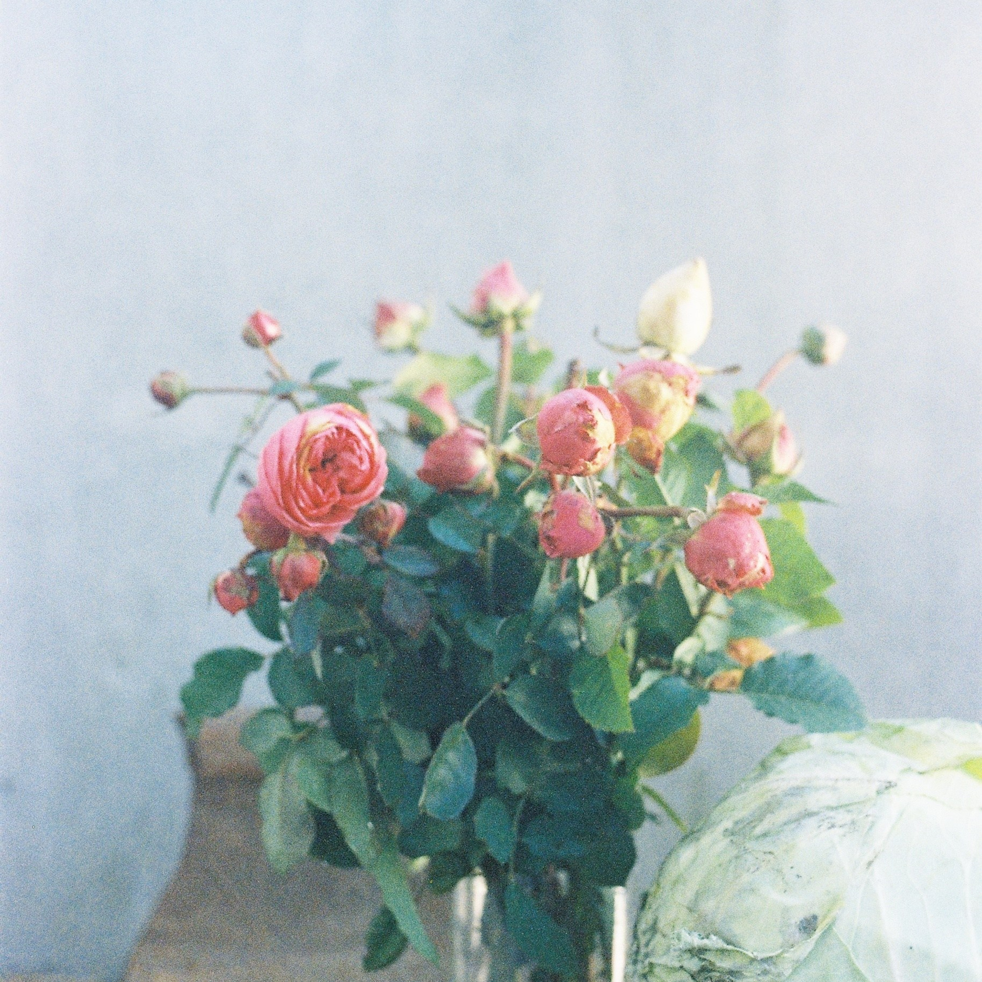 Фото на&nbsp;плёнку