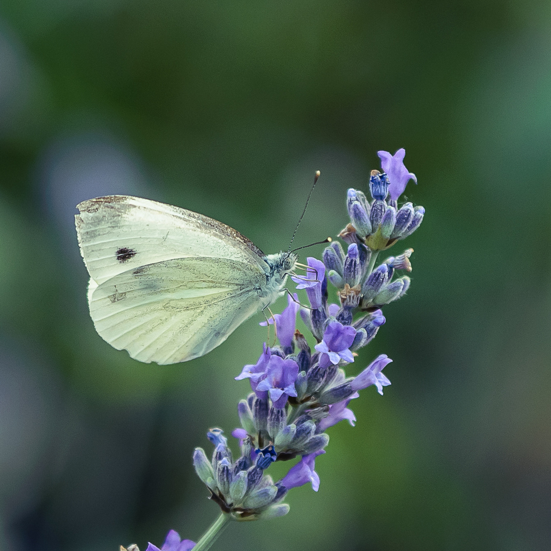 Флора, фауна, макро