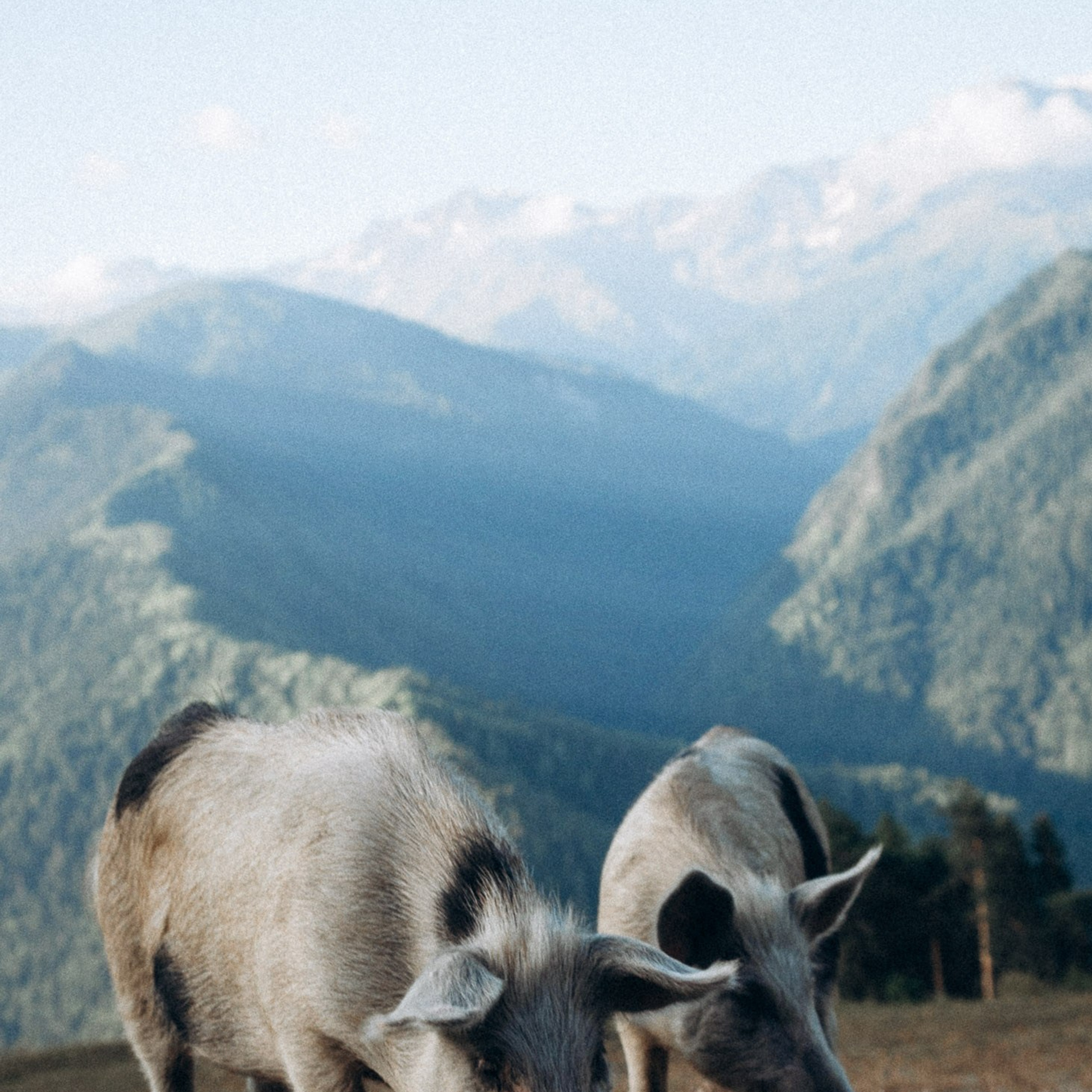Сванетия, Грузия 🇬🇪. Anita_photo
