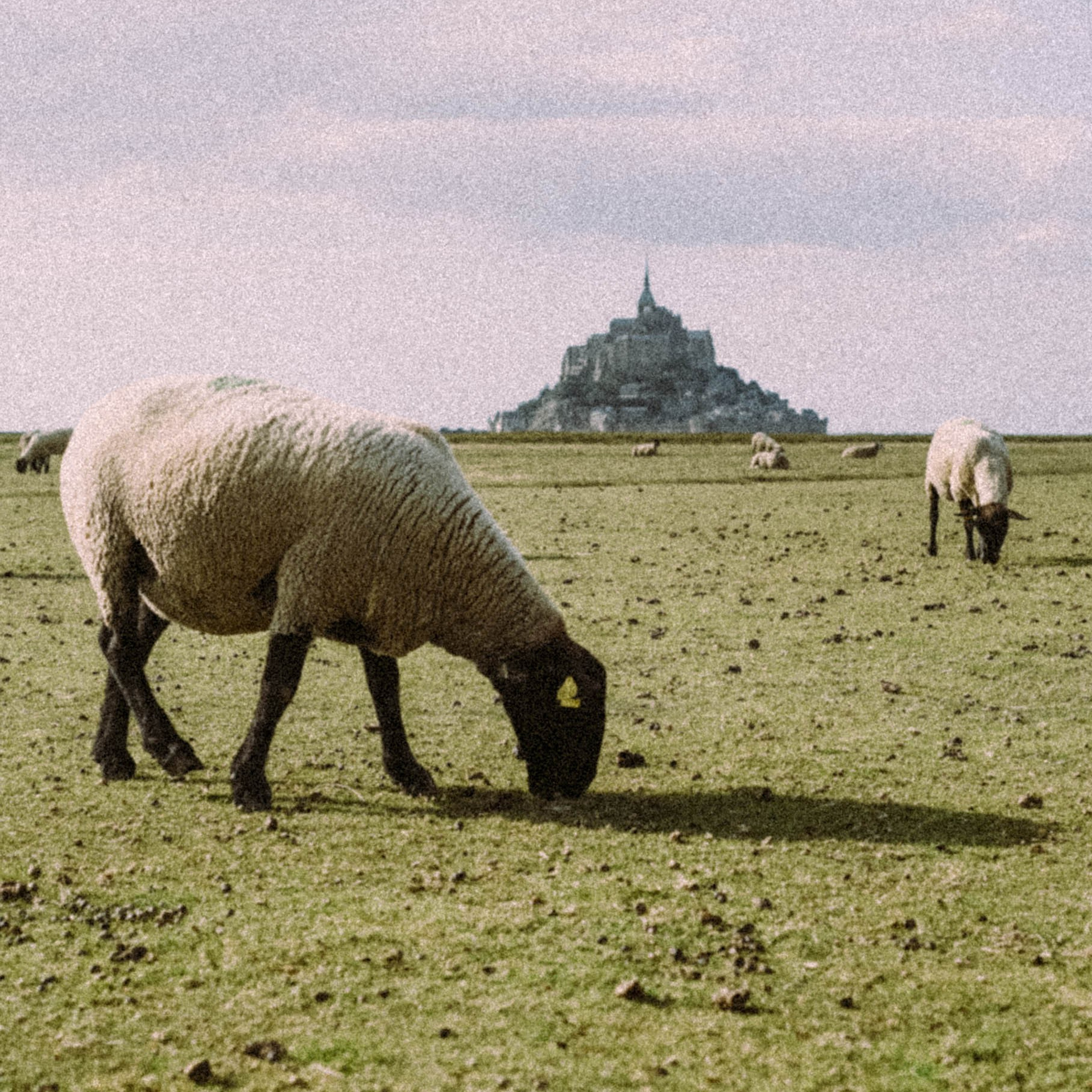 Нормандия, Франция 2025. Anita_photo