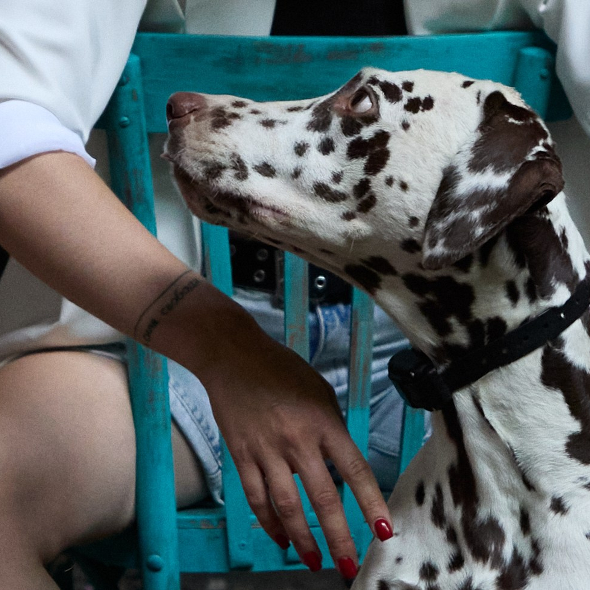 фотосессия на стуле и собака