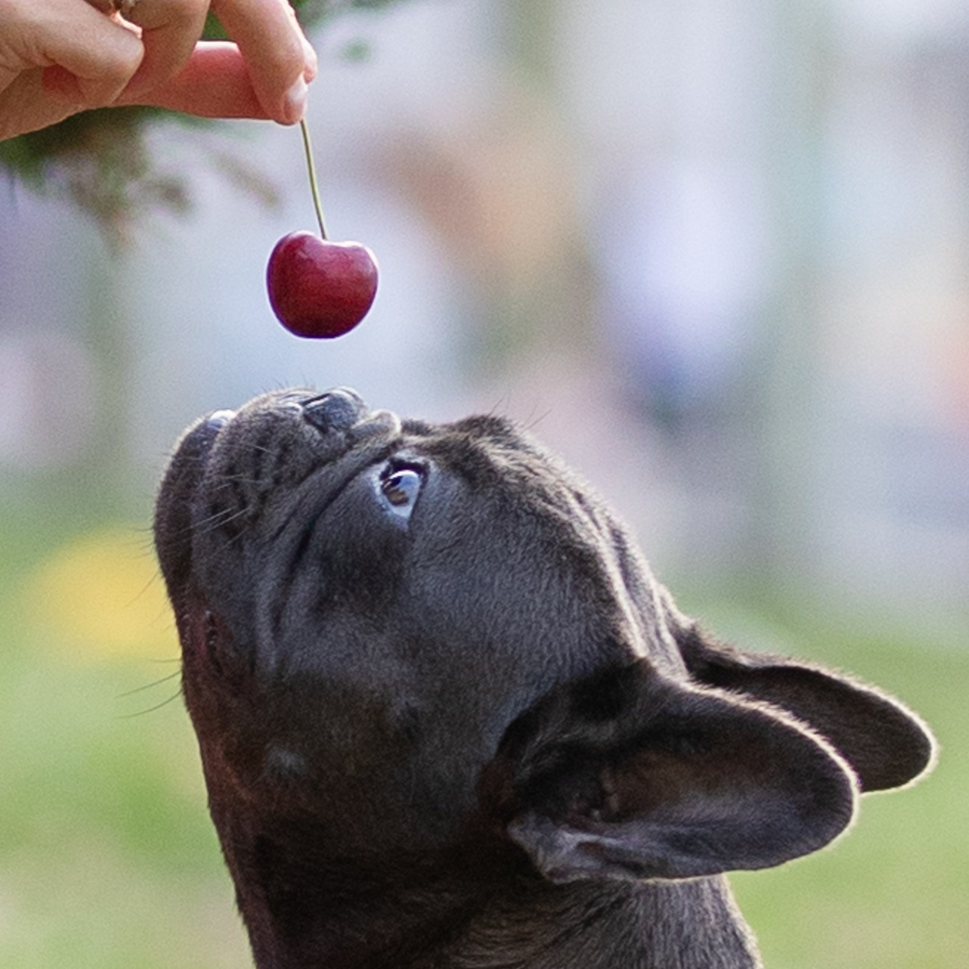 Сладкое лето