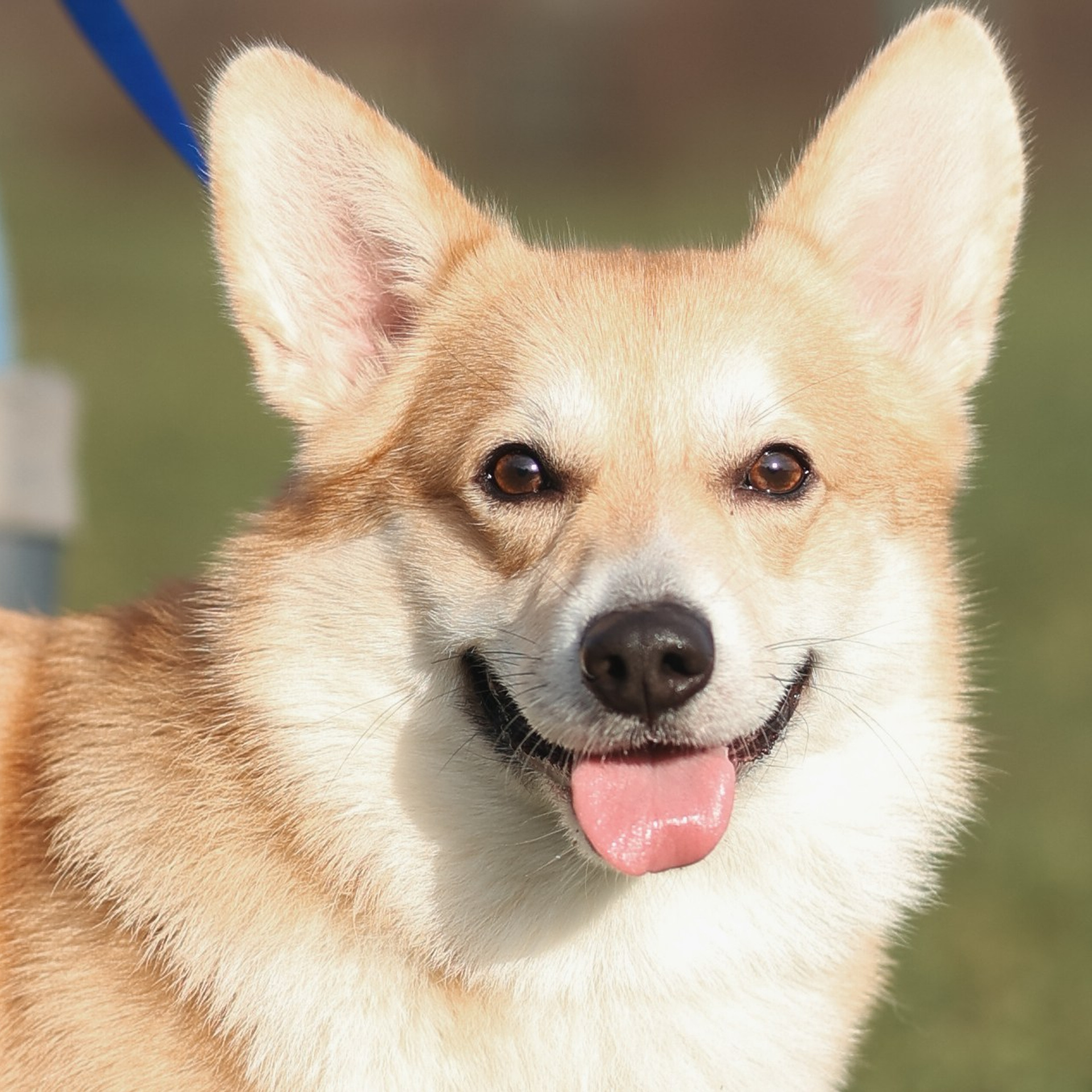 Отзывы. Фотограф-анималист в Москве Кириллова Татьяна