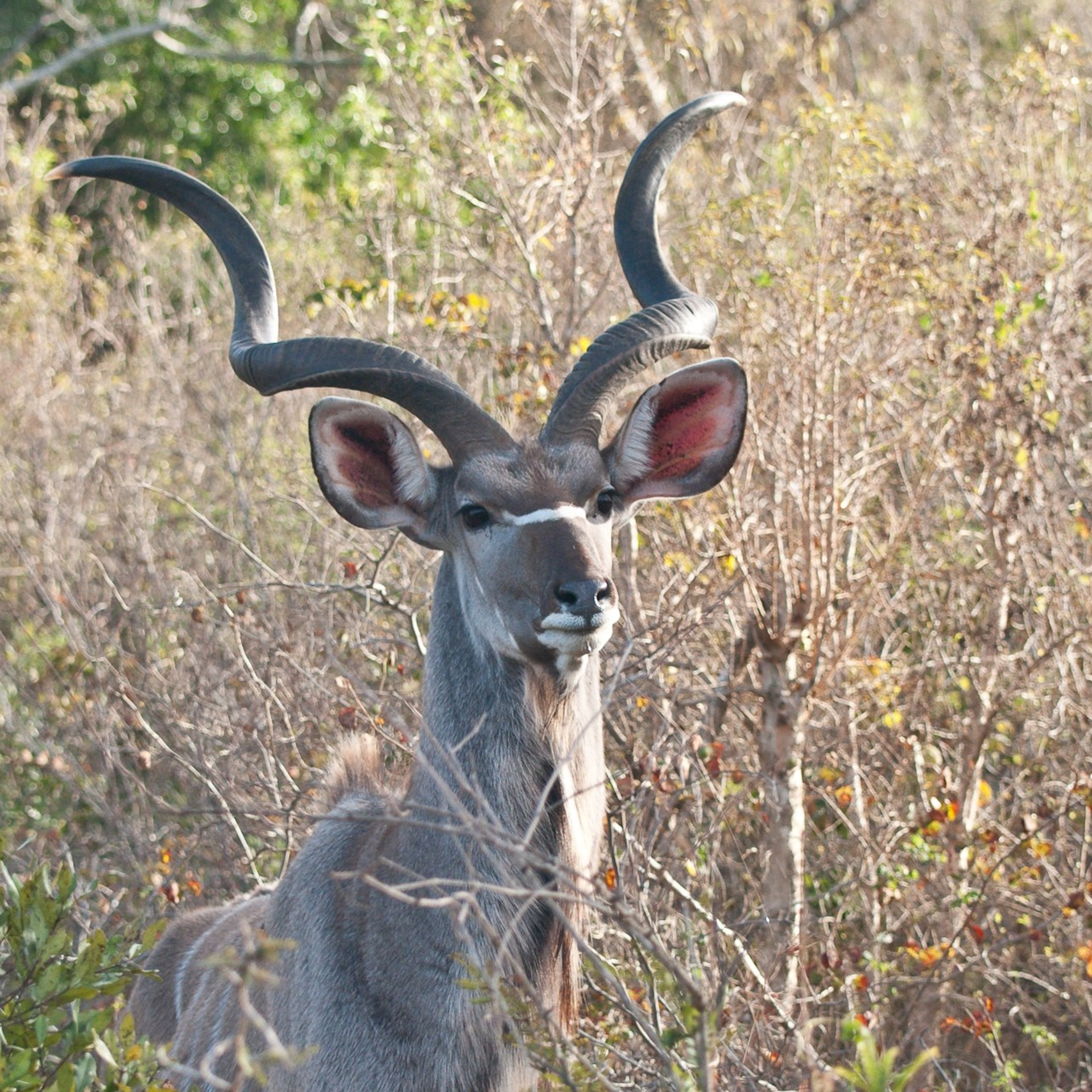 Kruger park