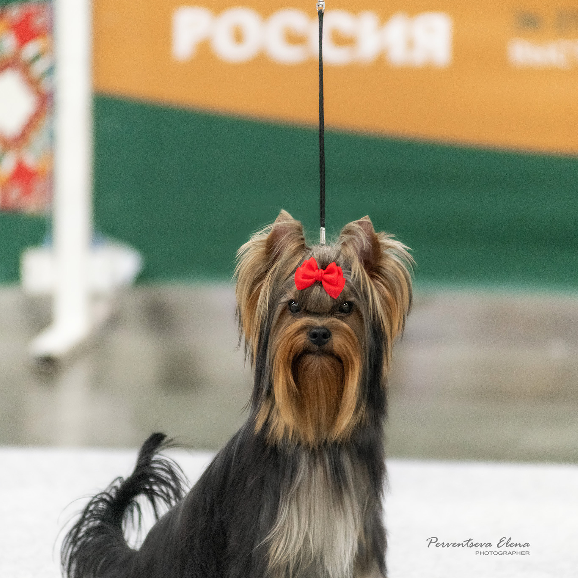 Репортажная съемка на выставке собак. Семьи, дети, сады, школы. Фотограф Первенцева Елена. Москва