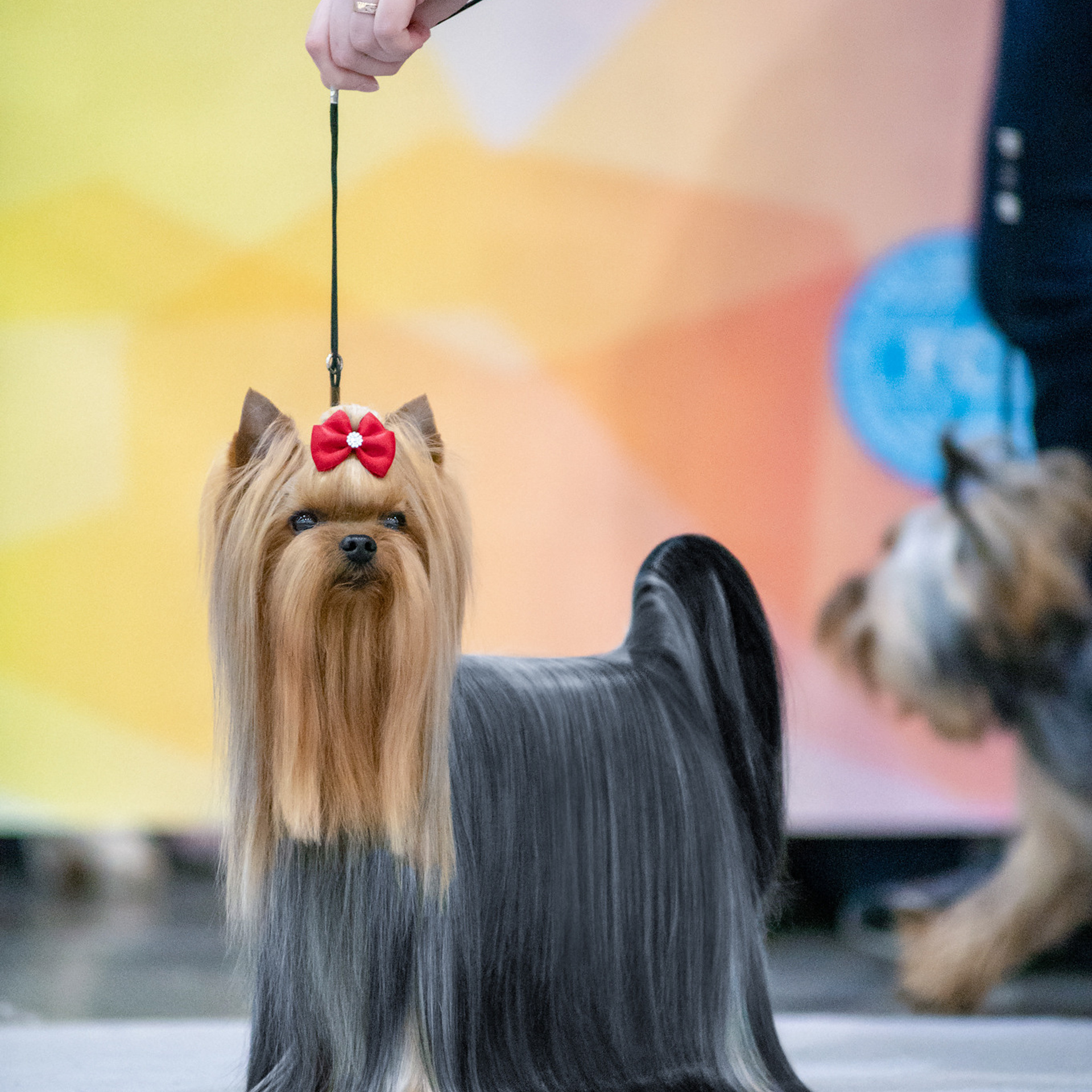 Репортажная съемка на выставке собак. Семьи, дети, сады, школы. Фотограф Первенцева Елена. Москва