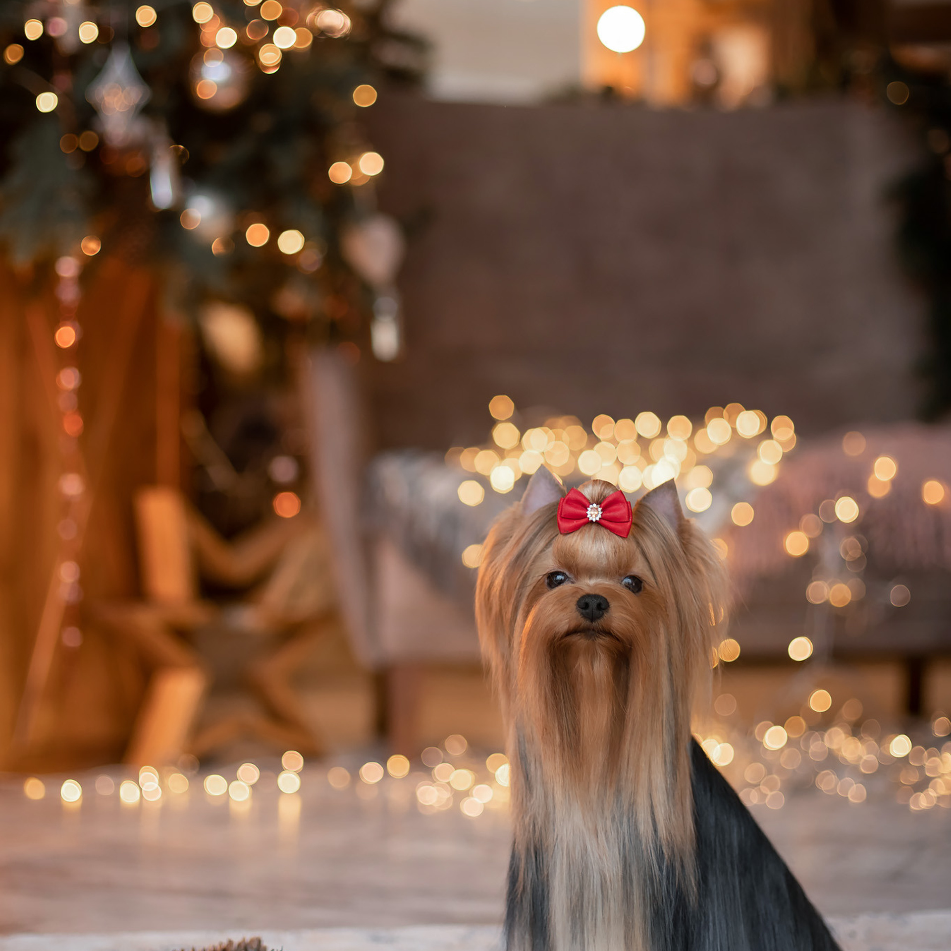 Студийная съемка собаки. Семьи, дети, сады, школы. Фотограф Первенцева Елена. Москва