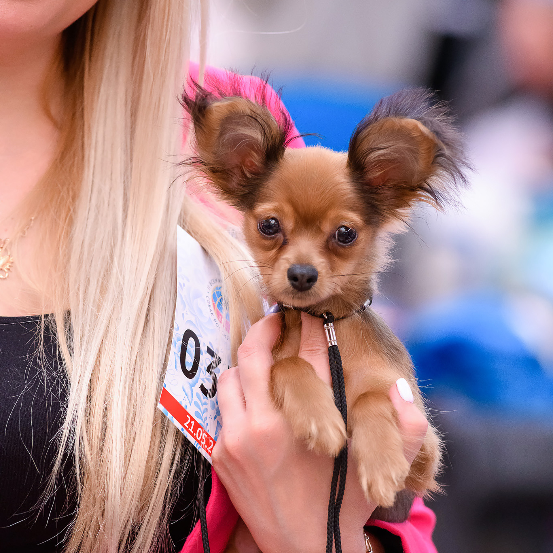 Репортажная съемка на выставке собак. Семьи, дети, сады, школы. Фотограф Первенцева Елена. Москва