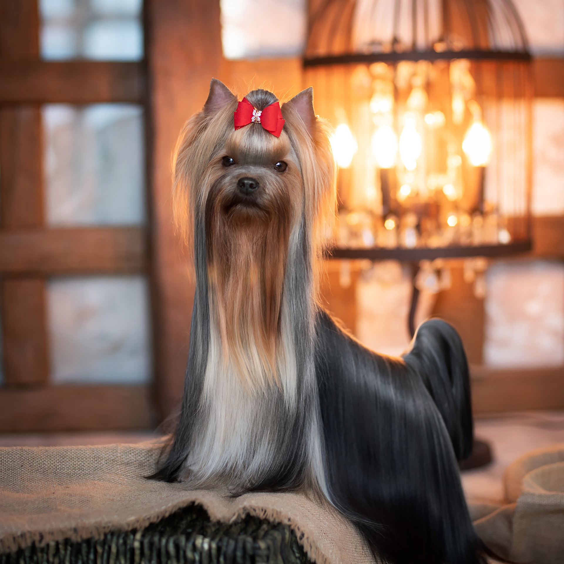 Студийная съемка собаки. Семьи, дети, сады, школы. Фотограф Первенцева Елена. Москва